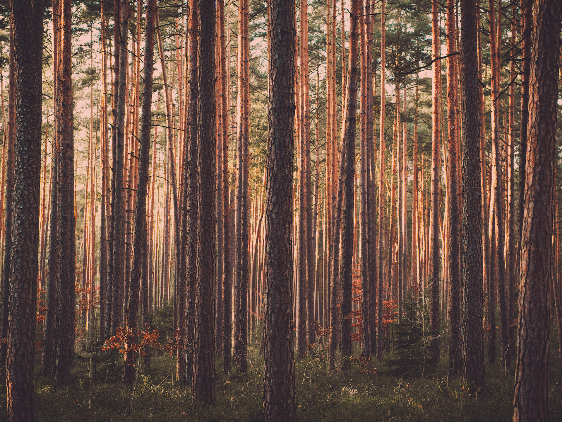 Two-Trees-1920px-3.jpg