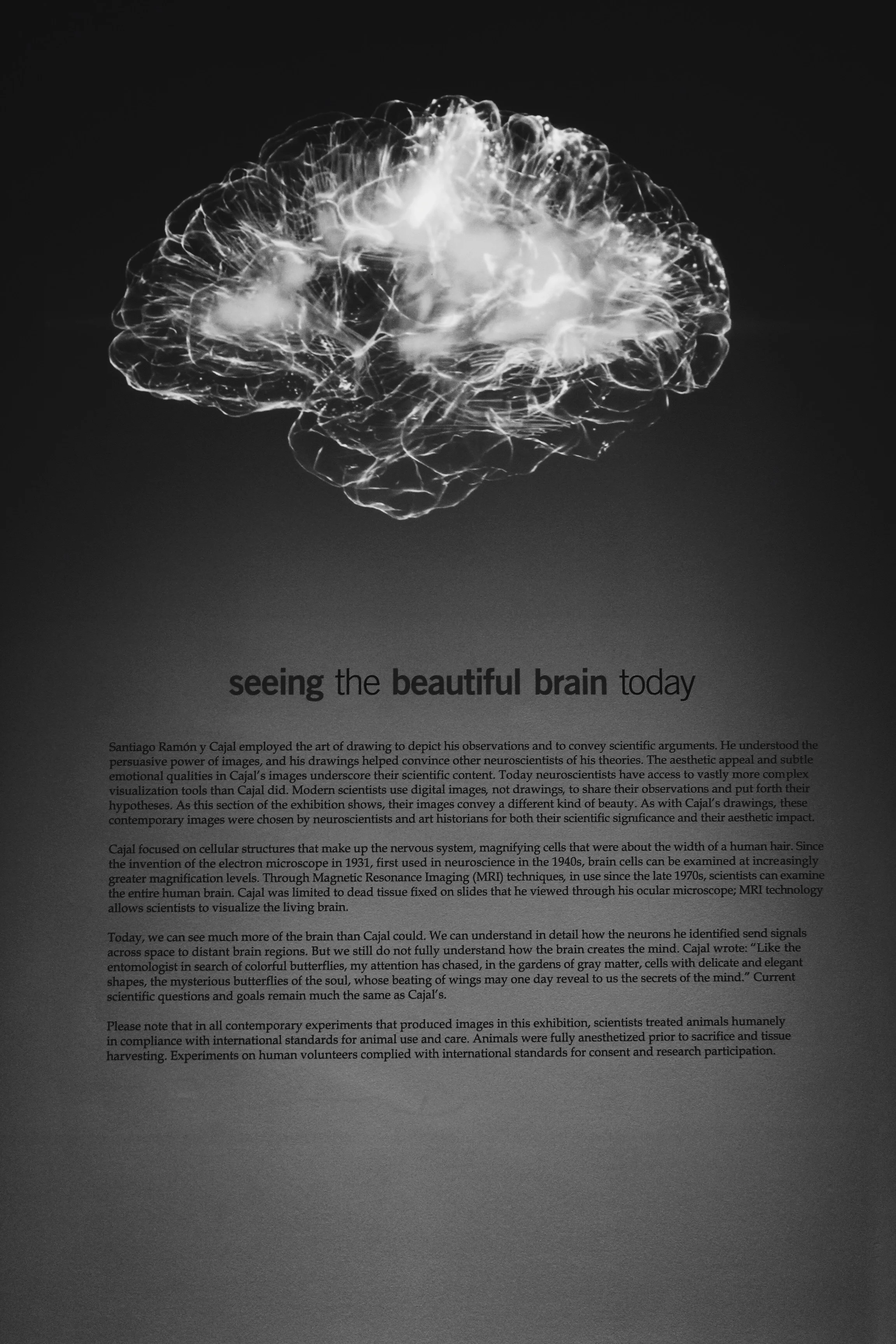 brain and neuroscience of work effective productivity and motivation.jpg