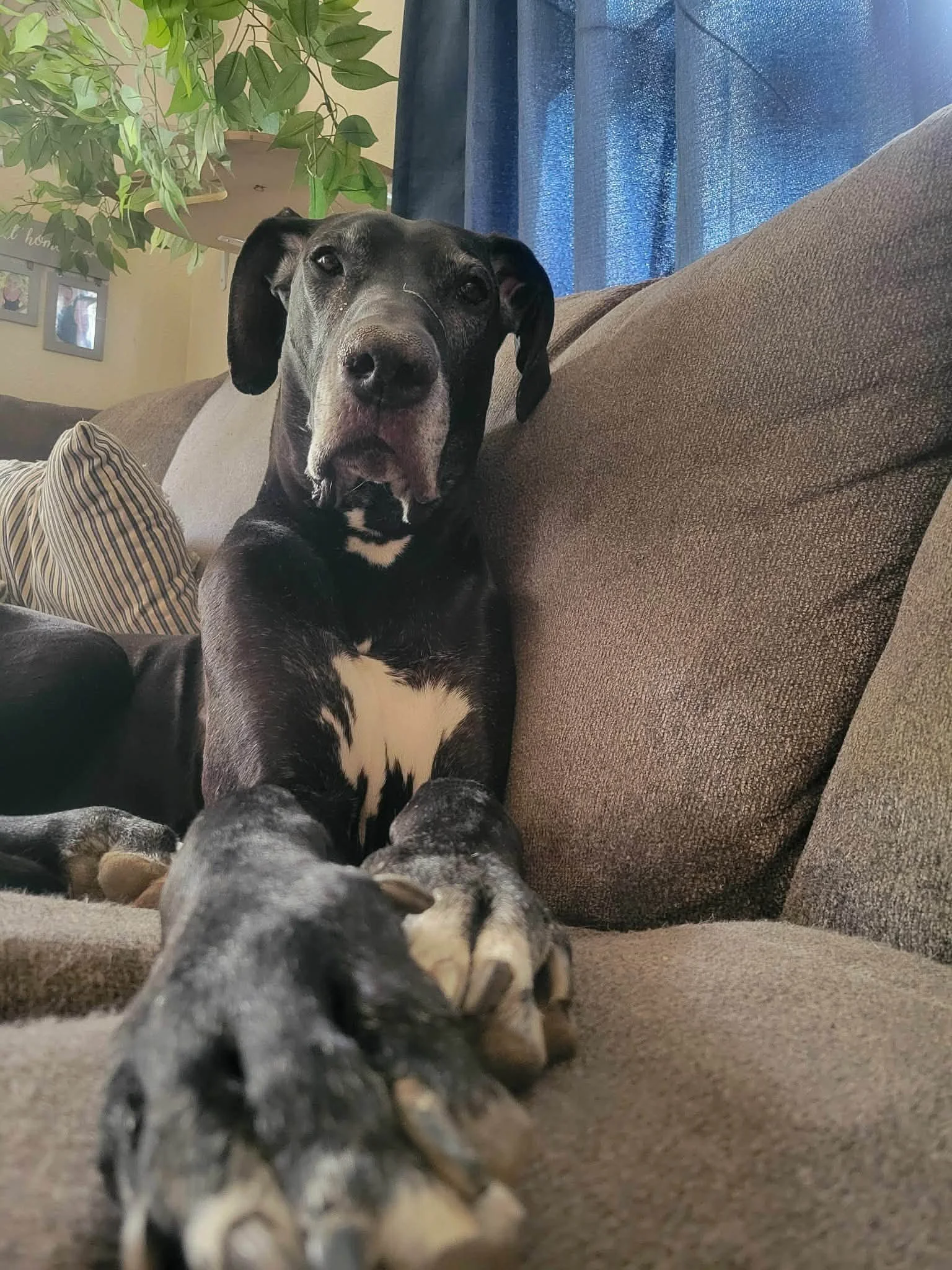 Duke 3.jpg