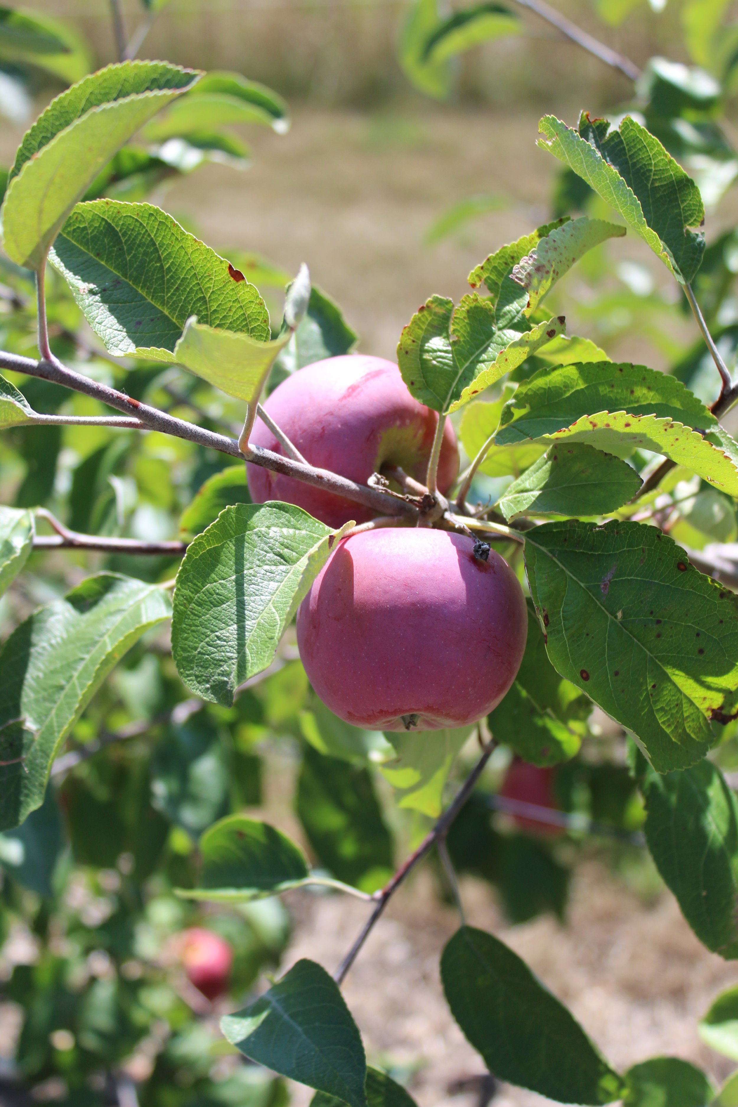 Farm Fresh Honeycrisp Apples - The Egg Drop