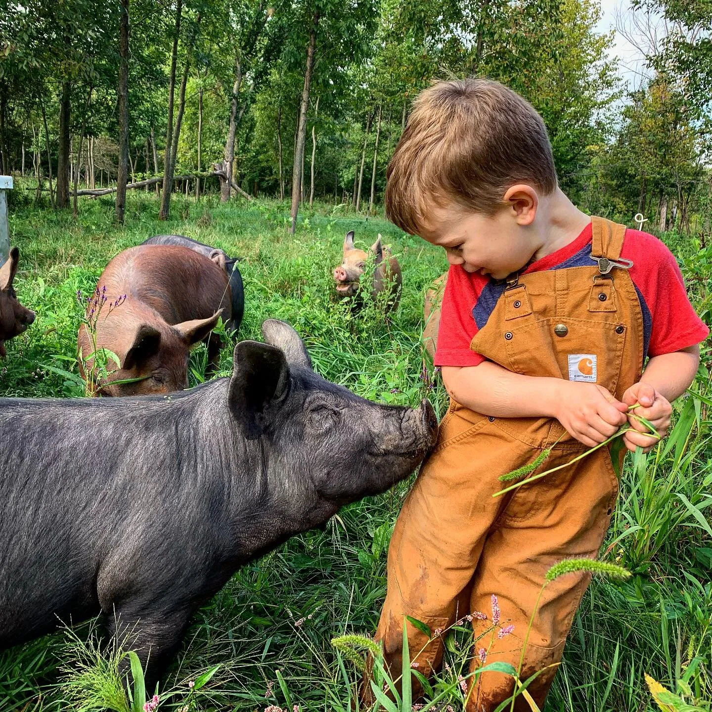 Online ordering for Pettit Pastures meats