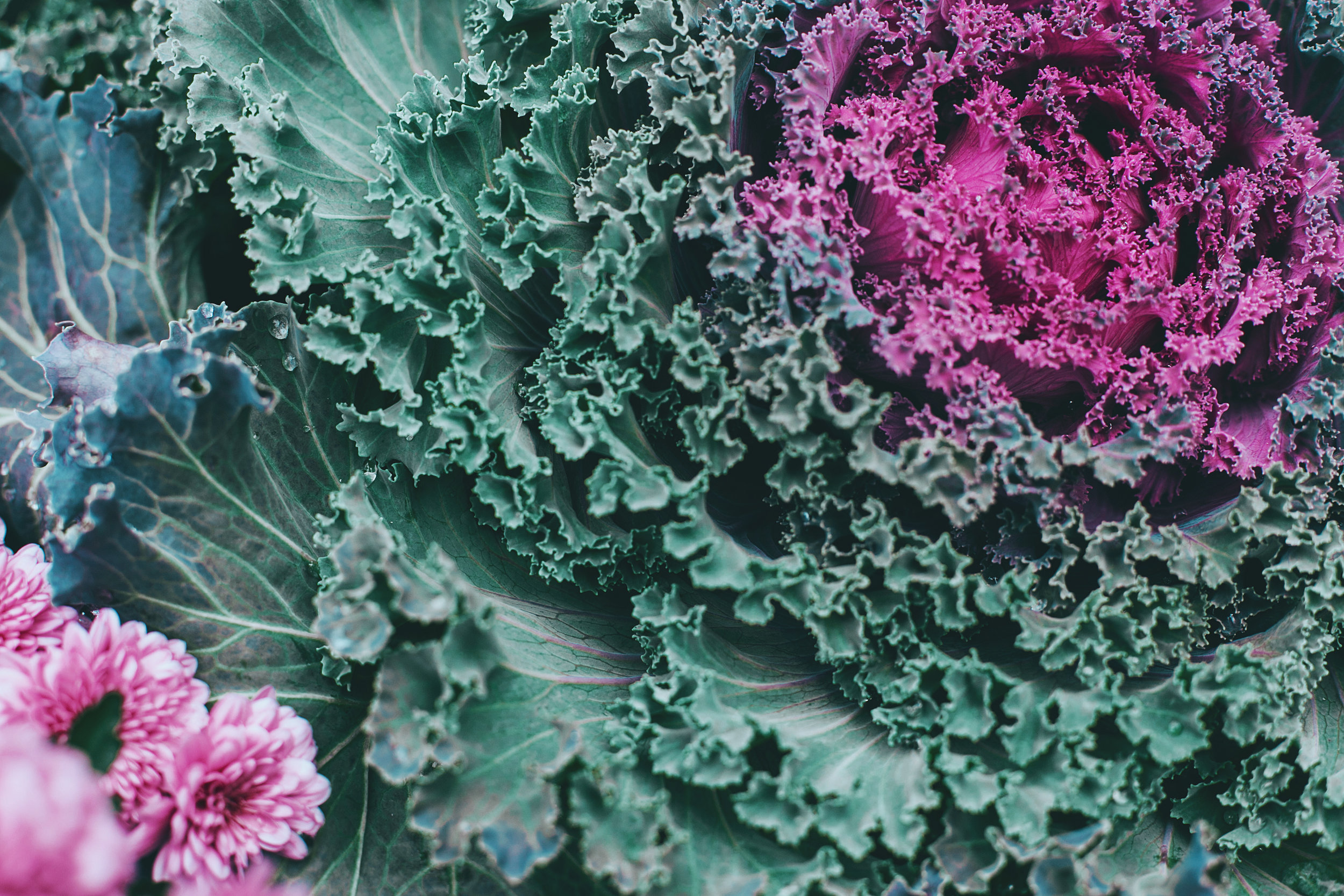 Ahoy Savoy...Cabbage
