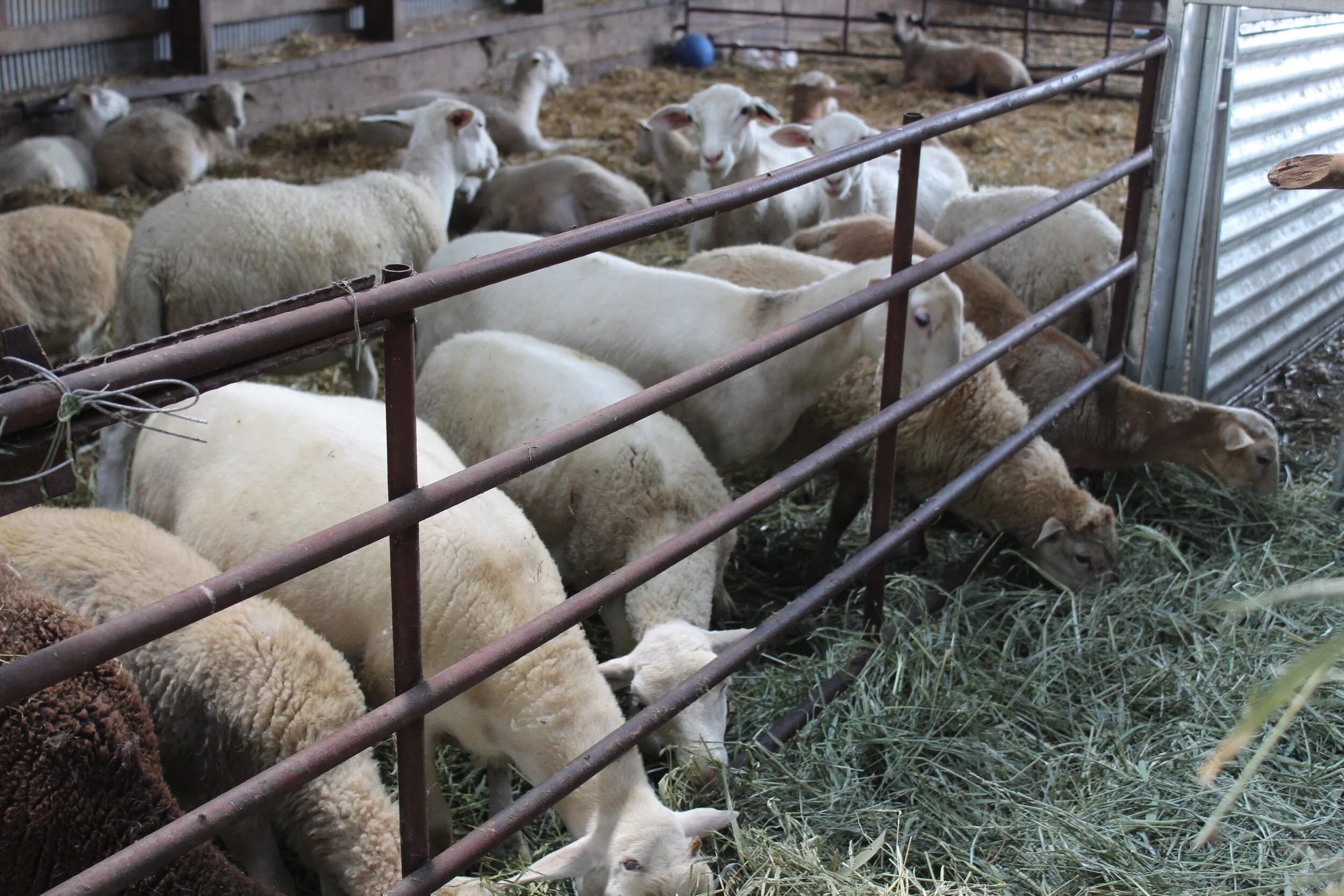 Haffner Family Farm a true farm to table model