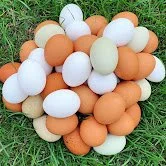 An Egg-cellent venture