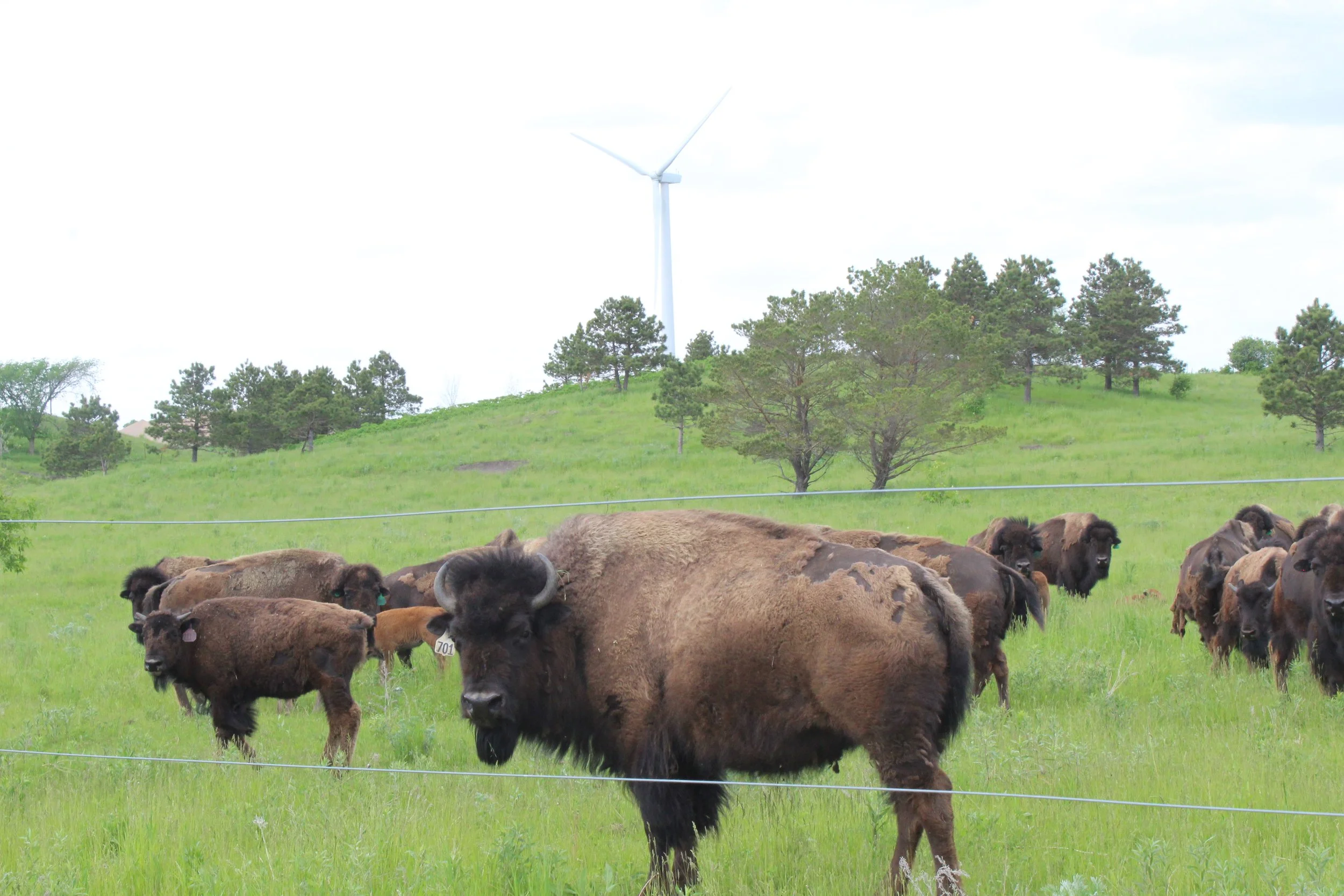 Make Locally Raised Bison for Dinner
