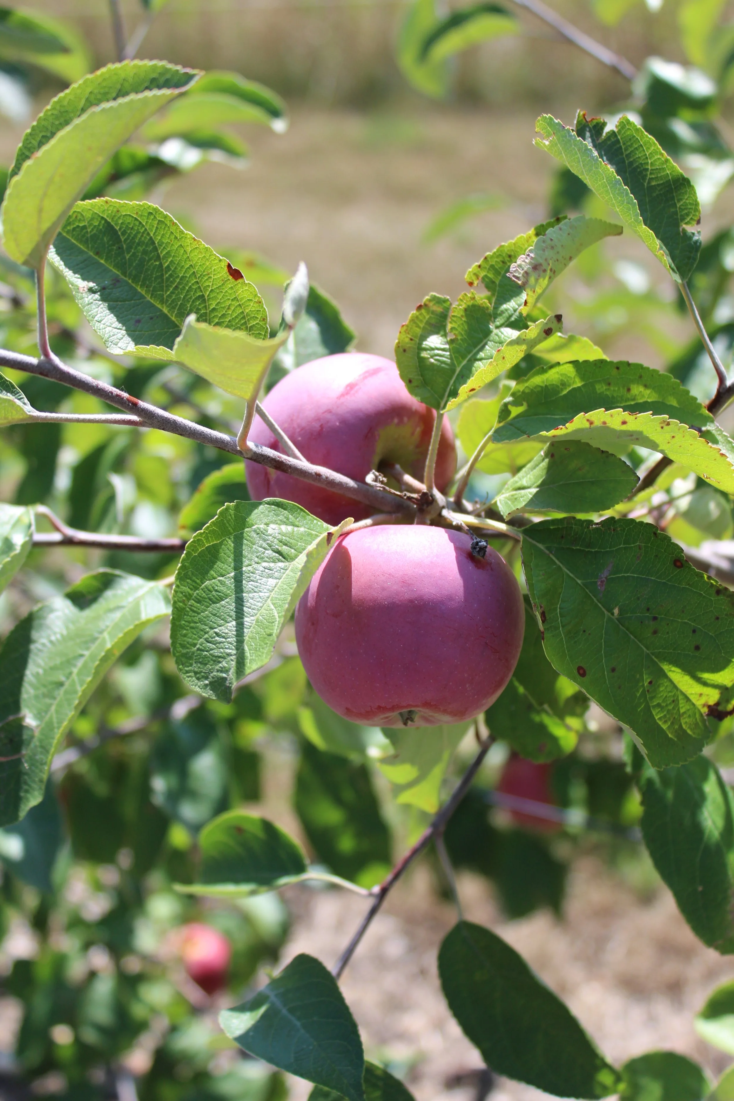 A local apple a day...
