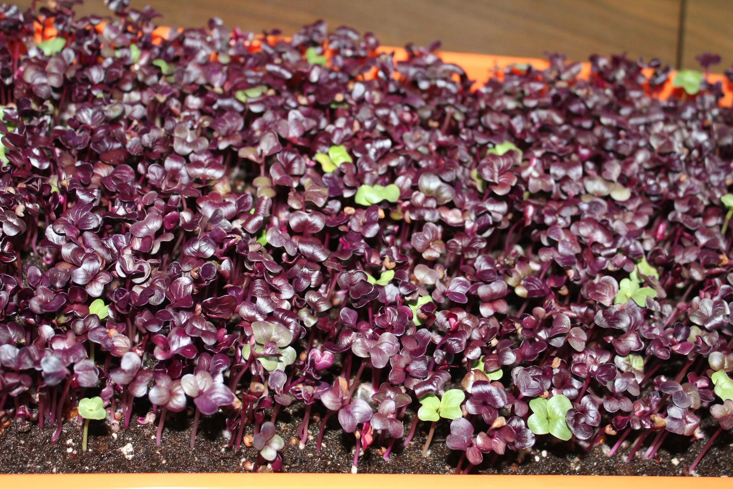 Kroon's Microgreen Production From South Africa To Minnesota