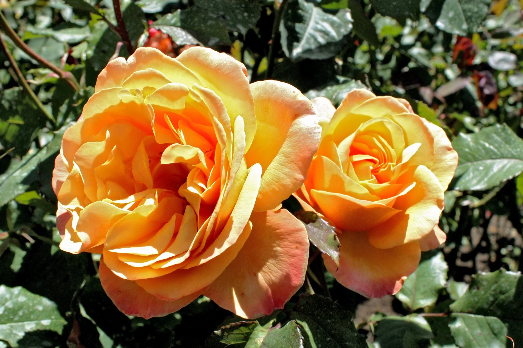 Lolita_(4511296838).jpg