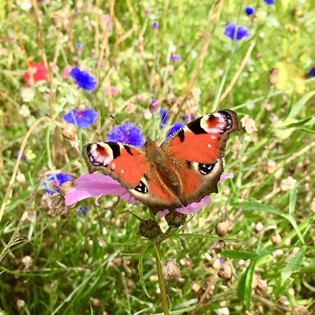 The beautiful Peacock butterfly. Stunning and thankfully plentiful #cumbria #lakedistrict #butterfly