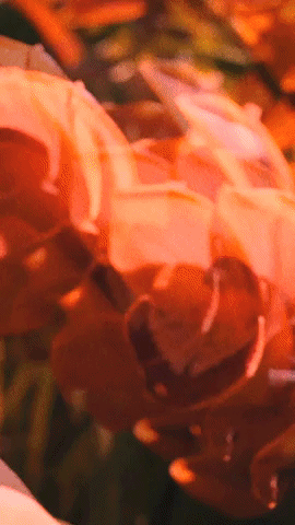 native.gif