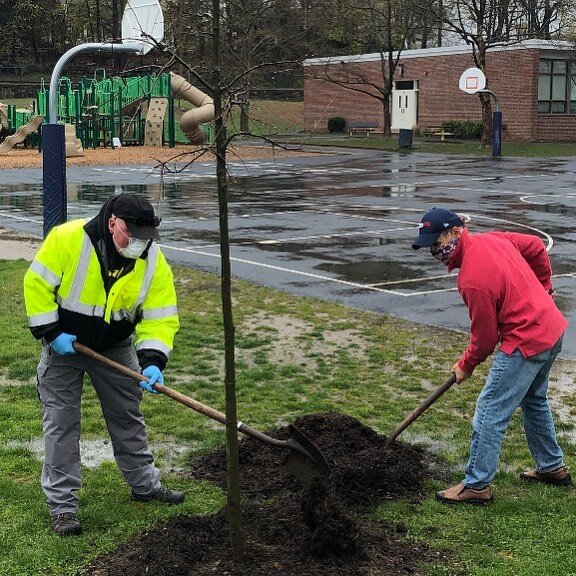 #arborday 
#greenwichct 
#greenwichtreeconservancy 
#greenwichstrong