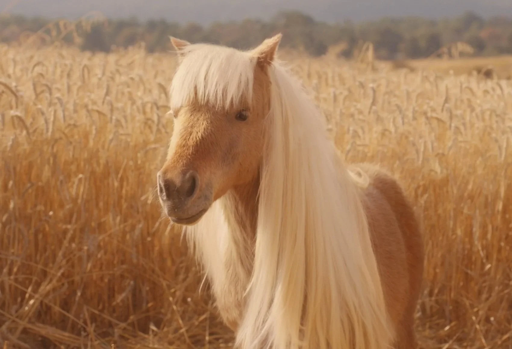 e.l.f._Pony_Still2_Pony.jpg