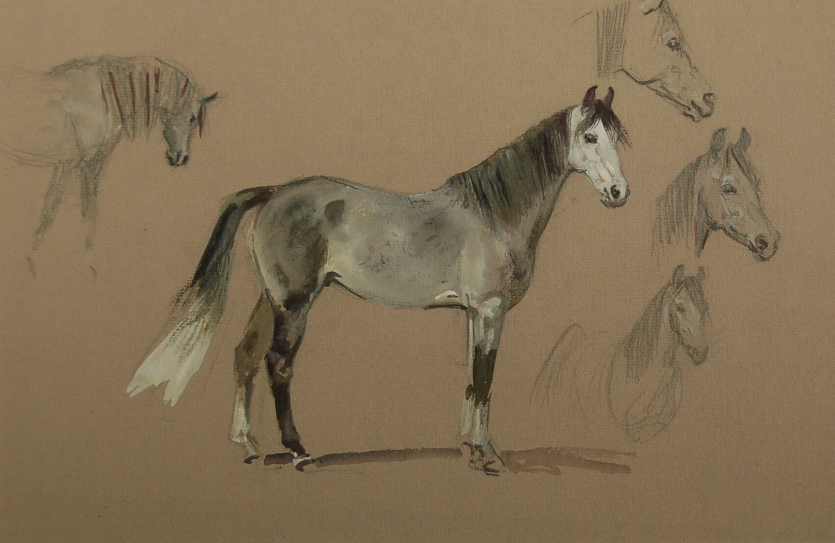 M Lyne #12 Studies of an Arabian Horse.jpg