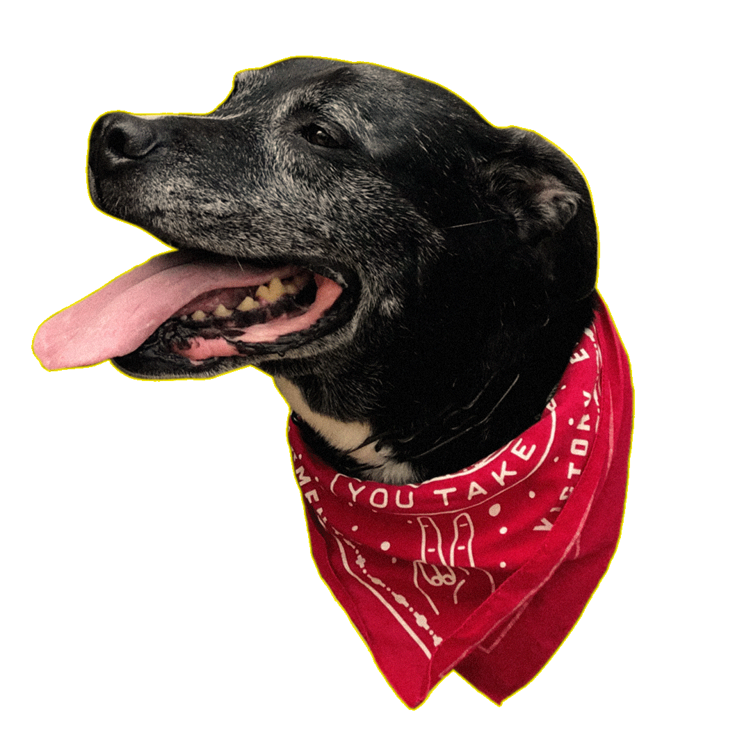 vic_seal-gif-01.gif