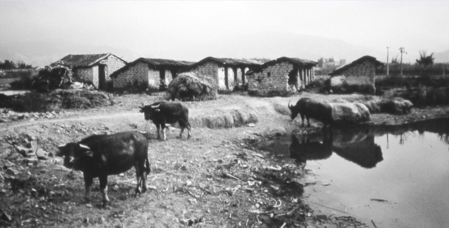  Rural Bai Hutou that inspired Stephen’s love of nature 