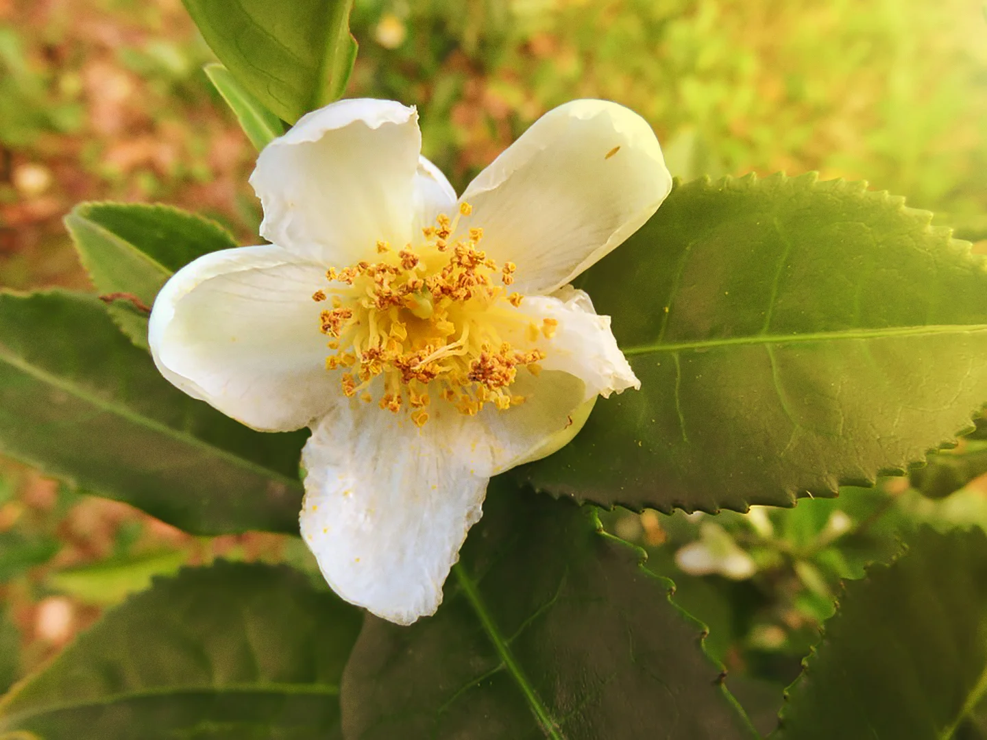camellia2.jpg