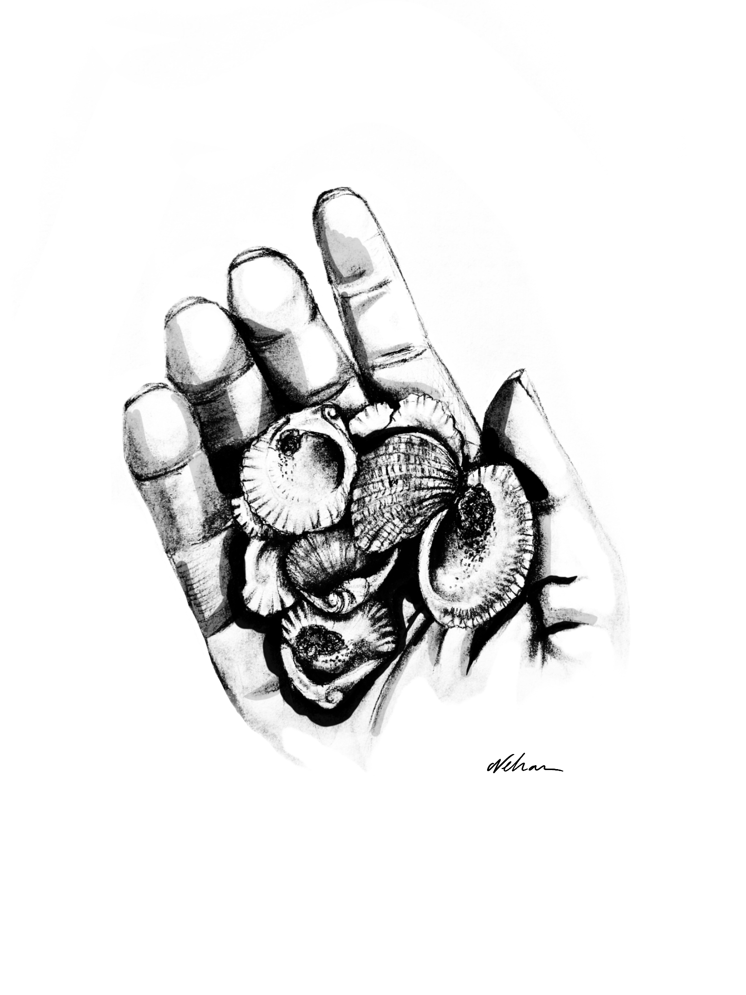 Seashells - Pencil Art Print