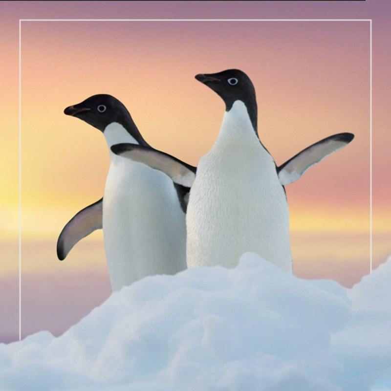 Penguins_Thumbnail_1.png