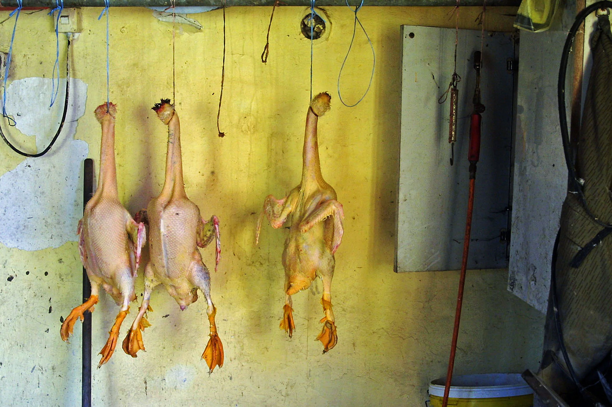 IMG_9615n (2017_12_11 19_26_09 UTC).jpg