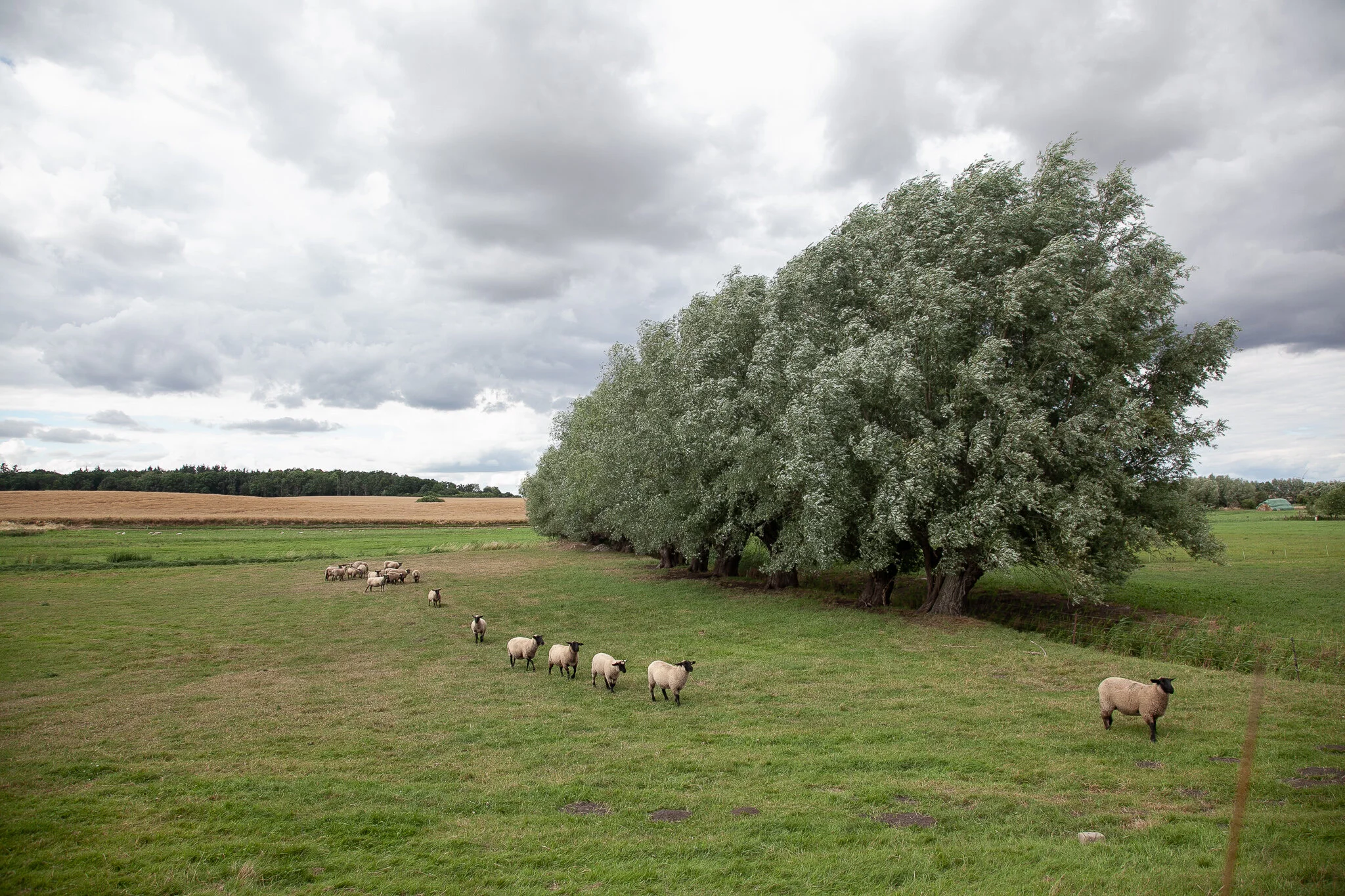 _MG_7367.jpg. DORF.jpg
