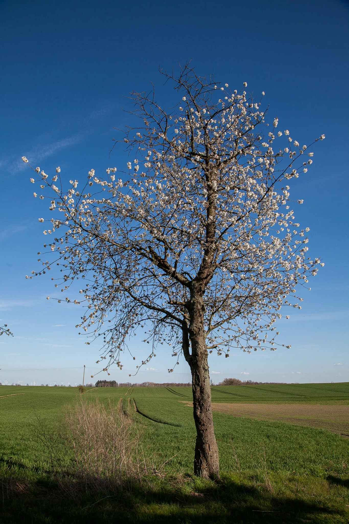 IMG_5049.jpg. DORF.jpg