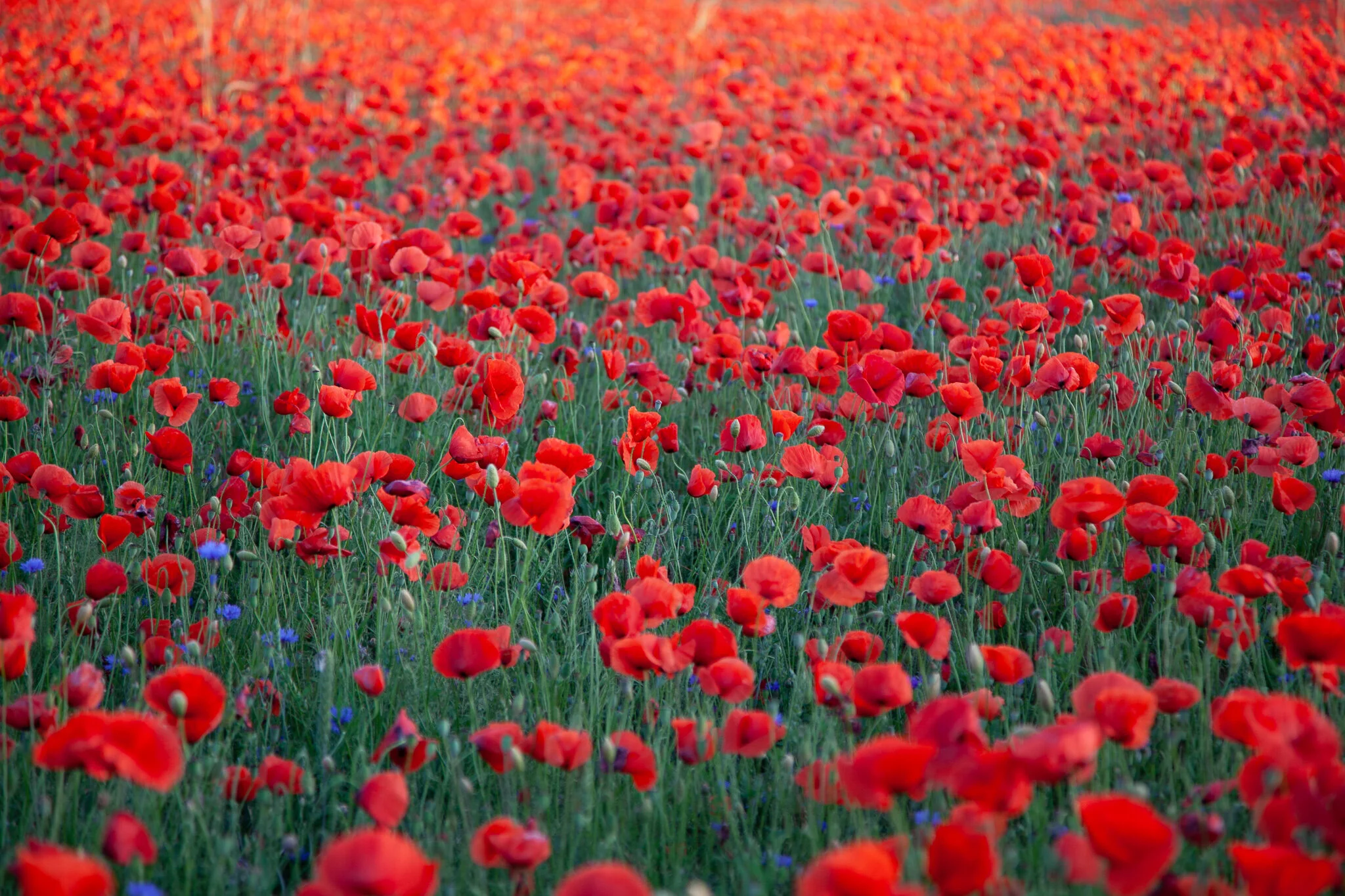 _MG_6801.jpg.   Flowers.jpg