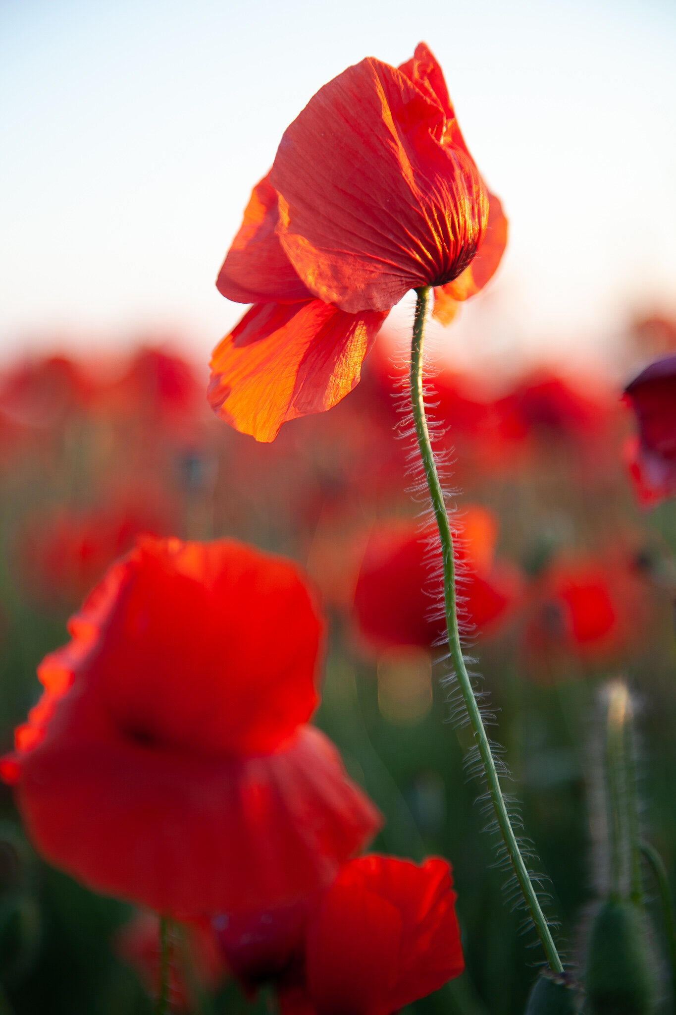 _MG_6812.jpg.   Flowers.jpg