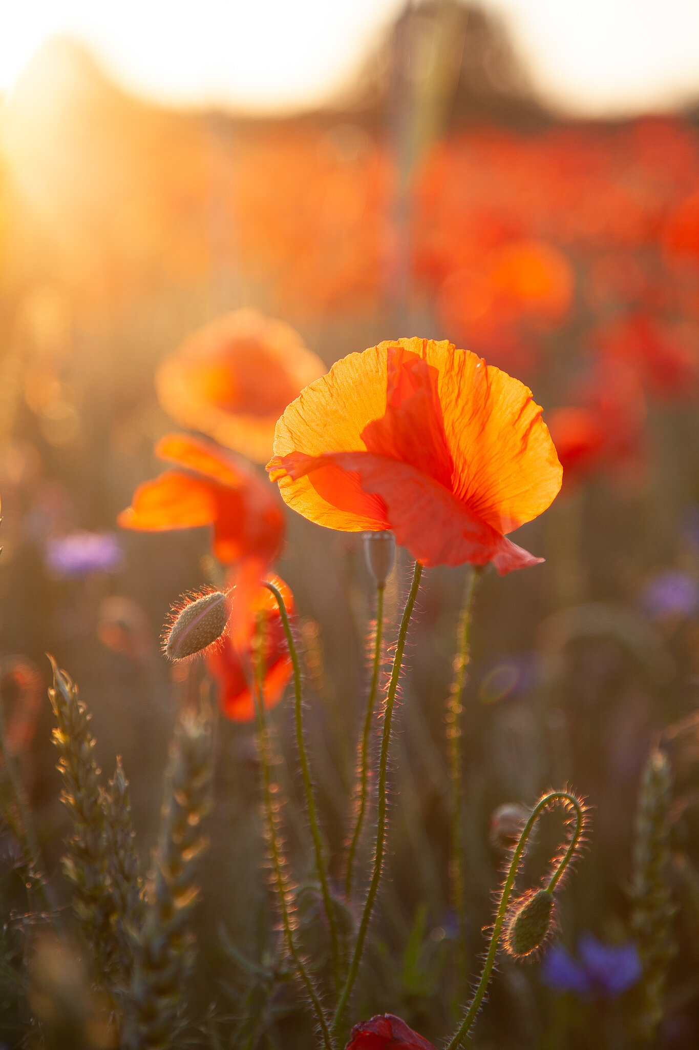 _MG_6822.jpg. Flowers.jpg