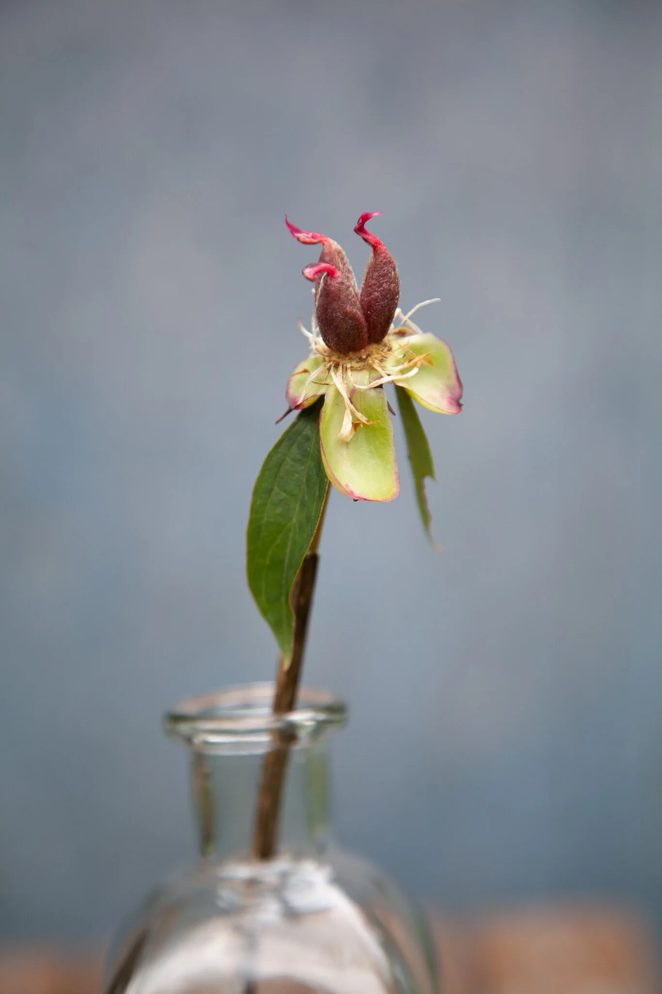 _MG_7103..jpg. Flowers.jpg