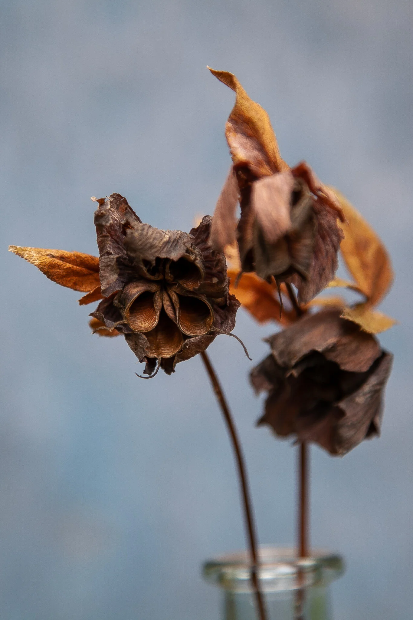 _MG_7090.jpg.  Flowers.jpg