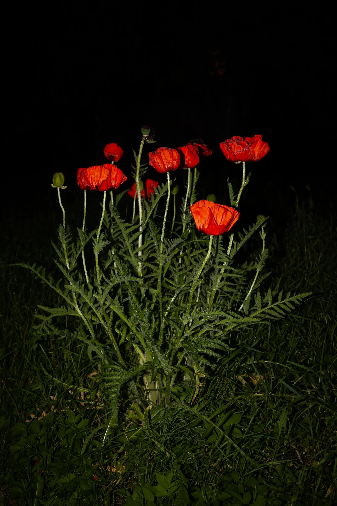 IMG_6730.jpg. Flowers.jpg