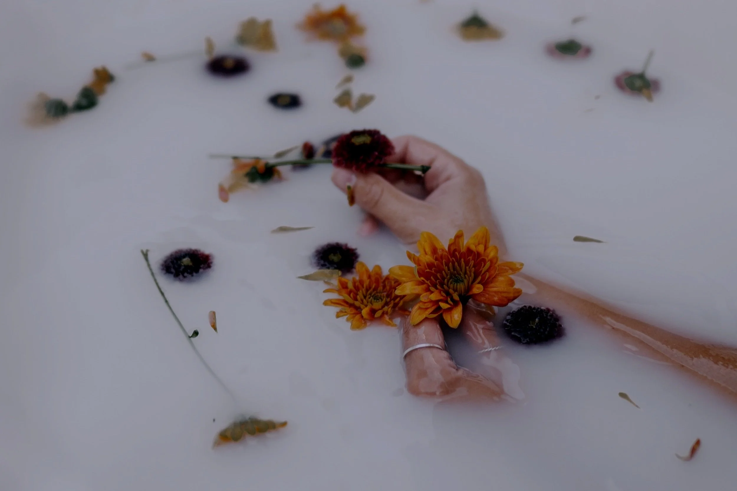 hands with jewelery gathering mum flowers in a milky white liquid