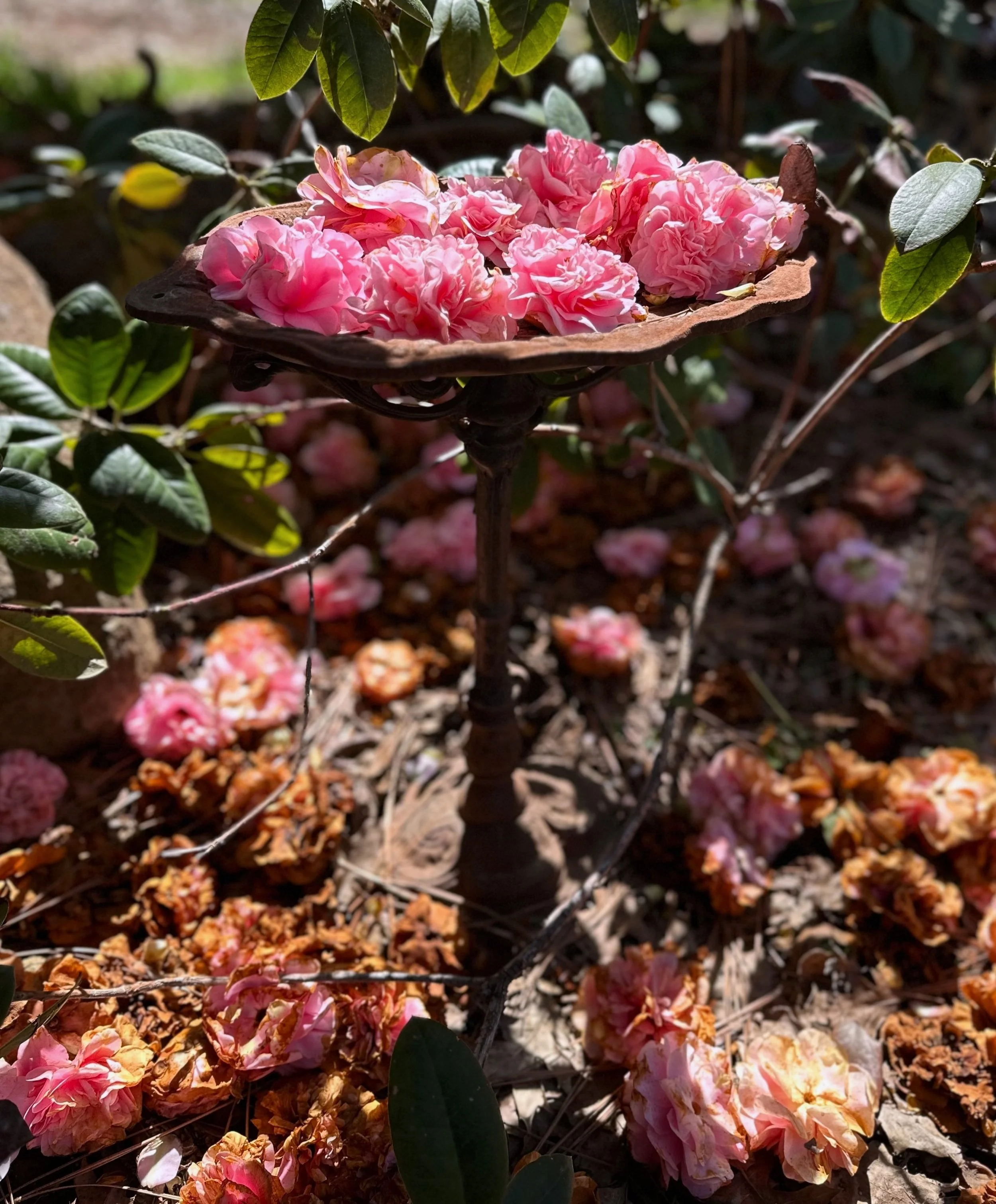 rusted birdbath filled with pink roses and camellia flowers next to client testimonials of somatic coach Kadhi Bo