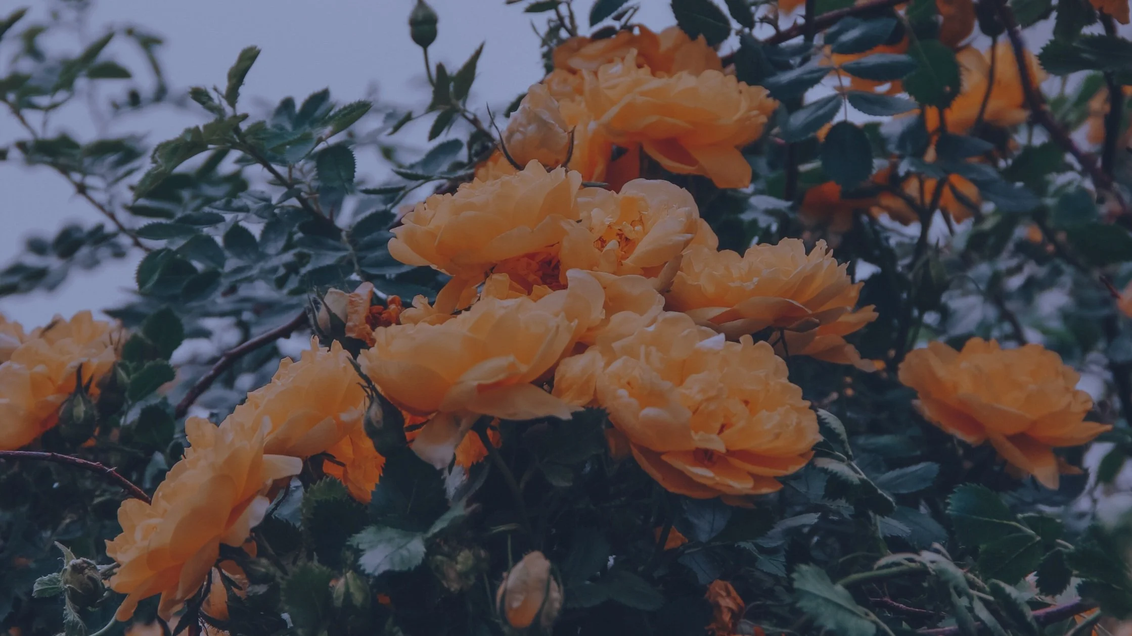 "Image of orange roses accompanying Ram Dass quote on using life as a vehicle for transformation"