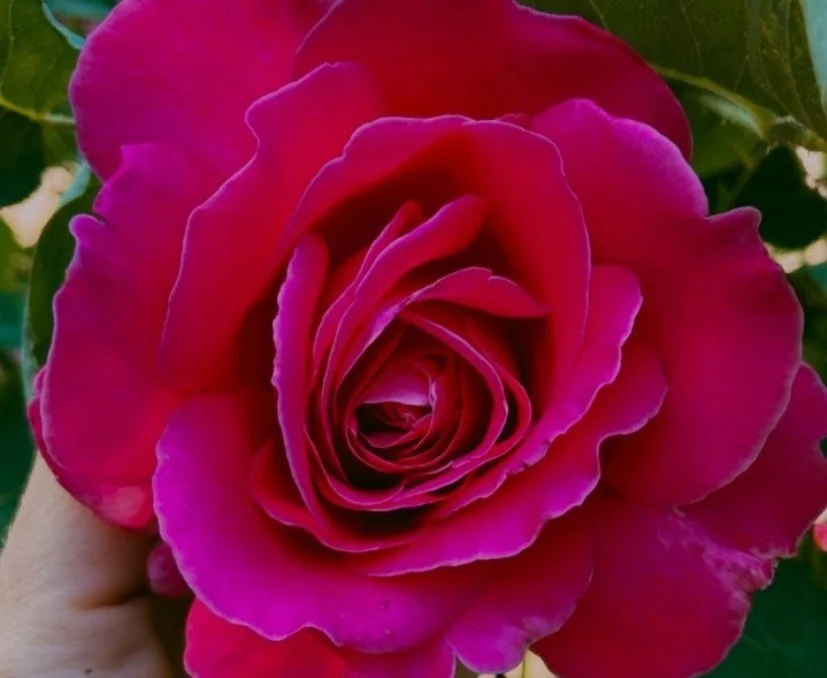 close up of vibrant pink red Chinese rose next to client feedback of somatic coach Kadhi Bo