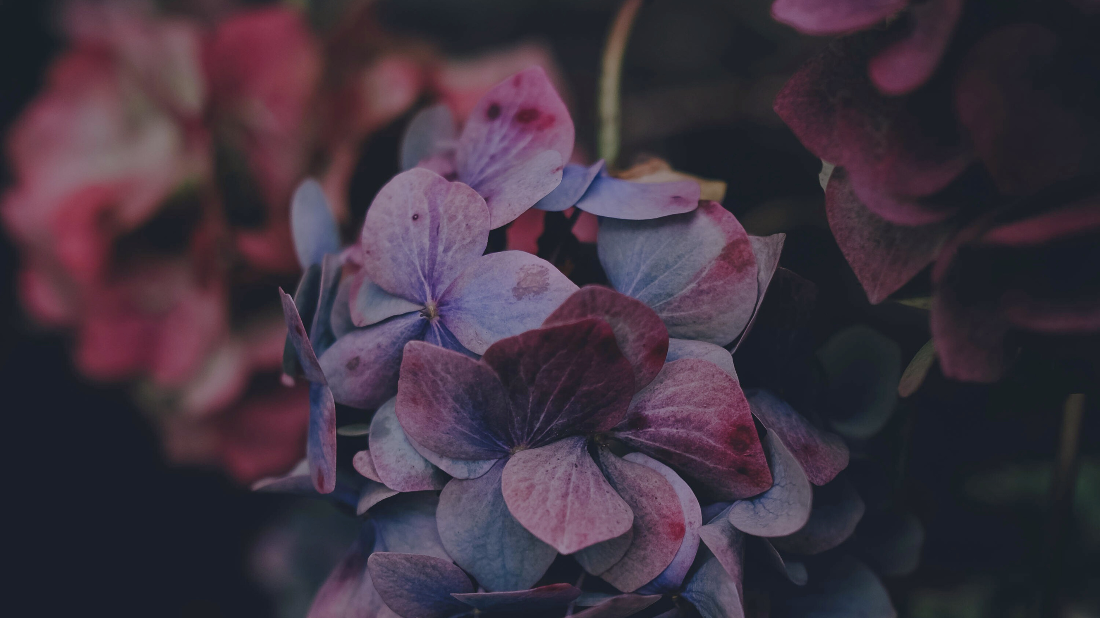 purple and blue hydrangea flowers next to client review of somatic coach Kadhi Bo