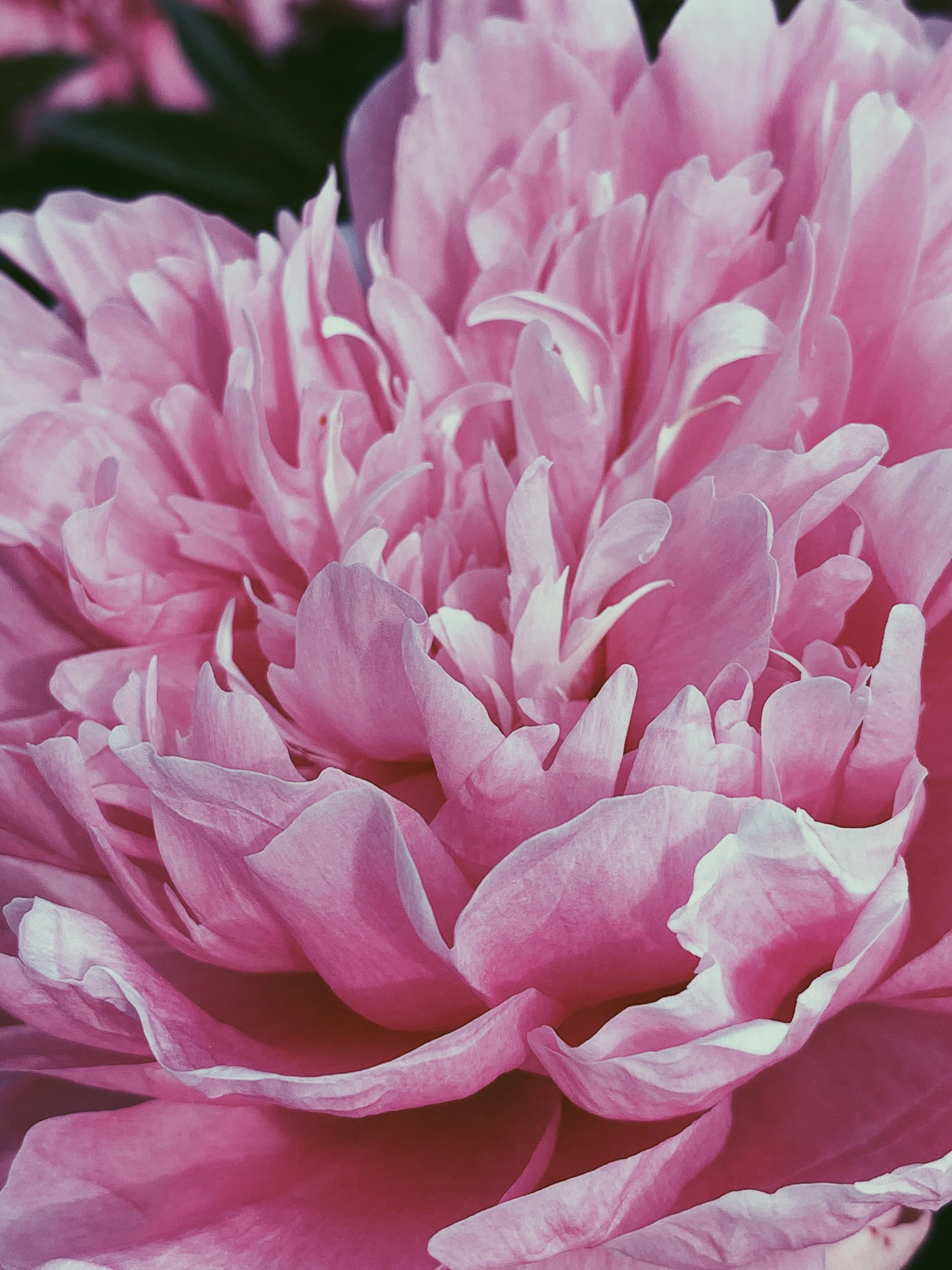 pink peony flower next to client testimonials for Somatic Coach Kadhi Bo