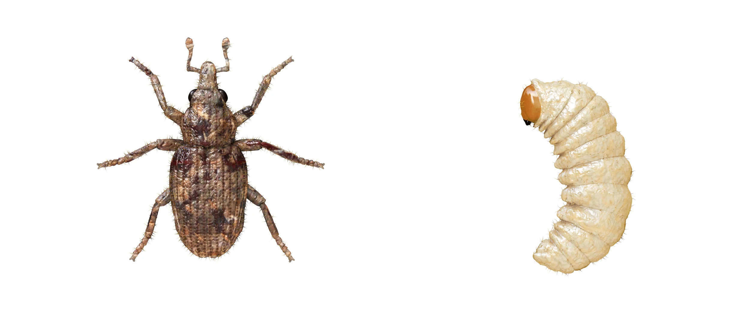 Hero Bugs RGB HRC.jpg