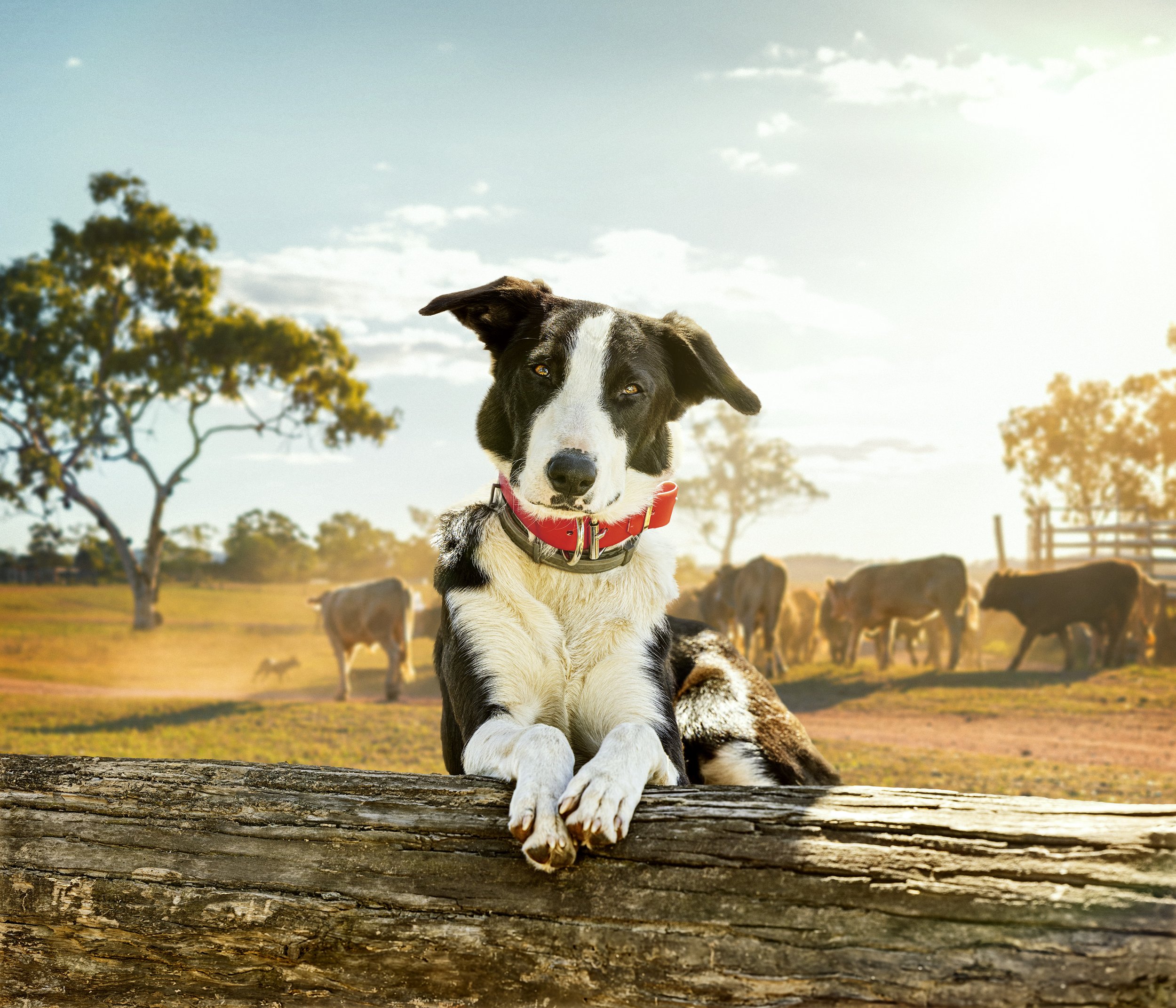 ABC MDogs KV RGB HRC.jpg