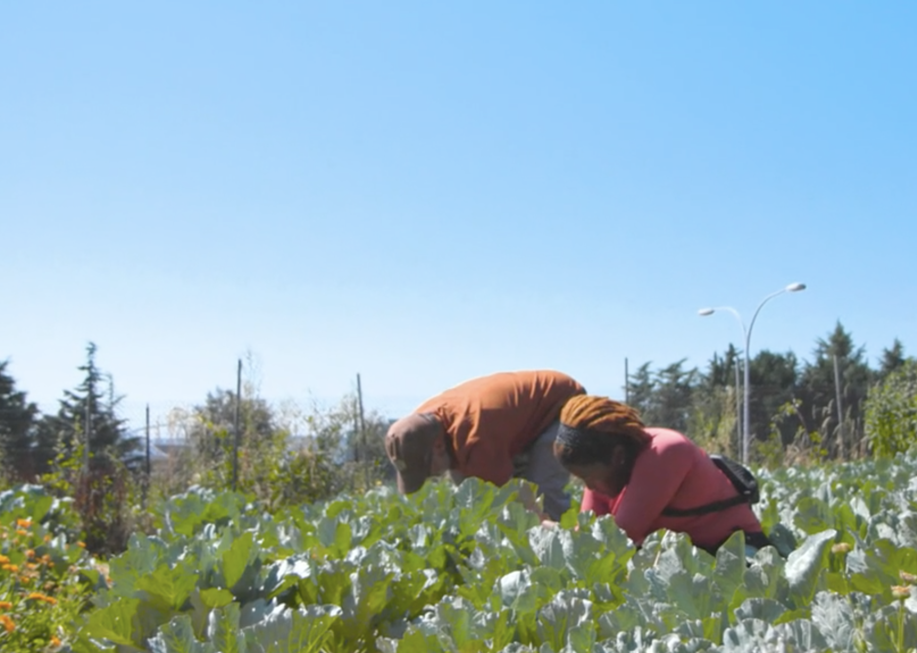 Out &amp; Back with Alison Mariella Désir: Farming as Healing