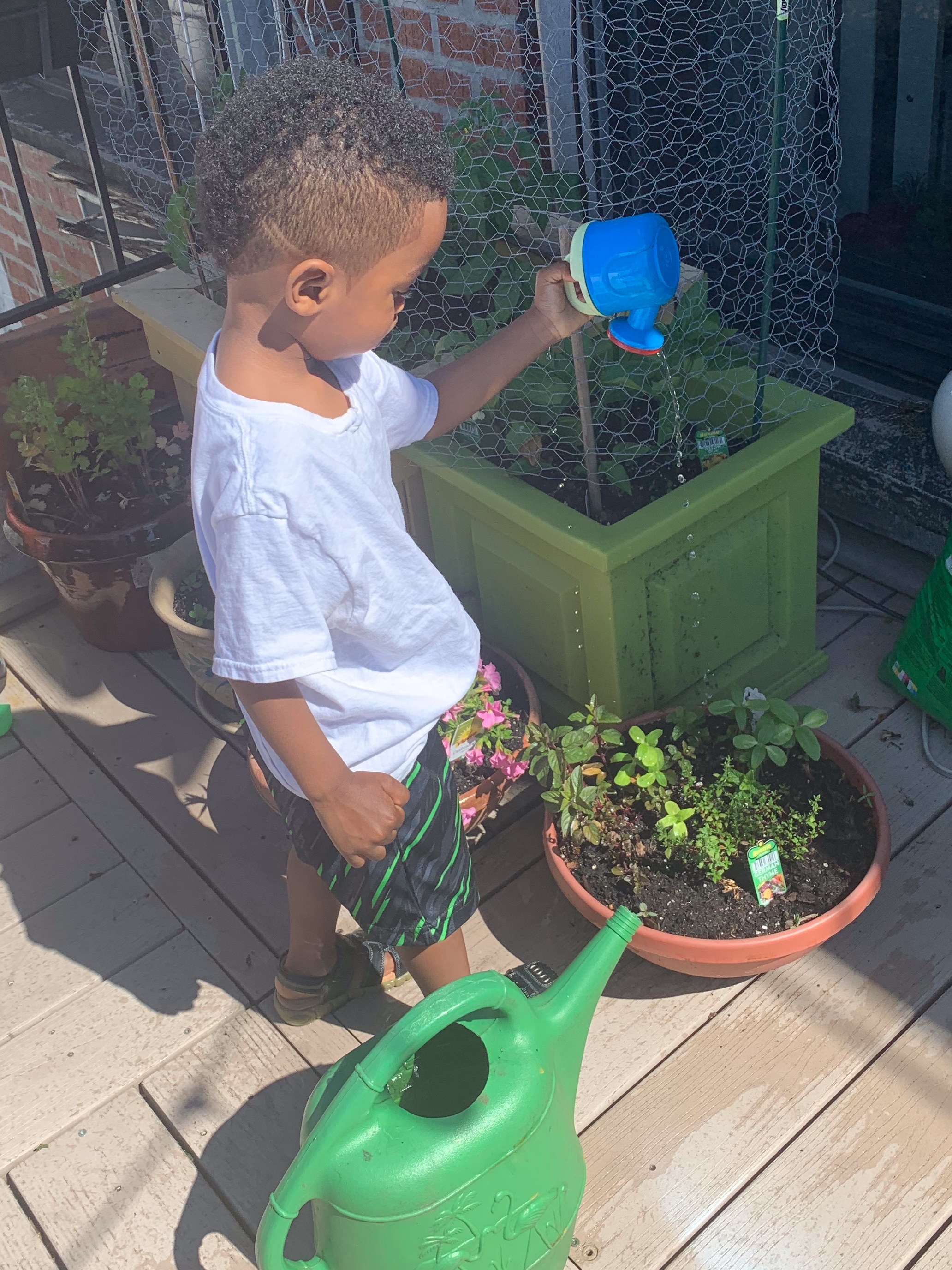 We planted Veggies and Herbs