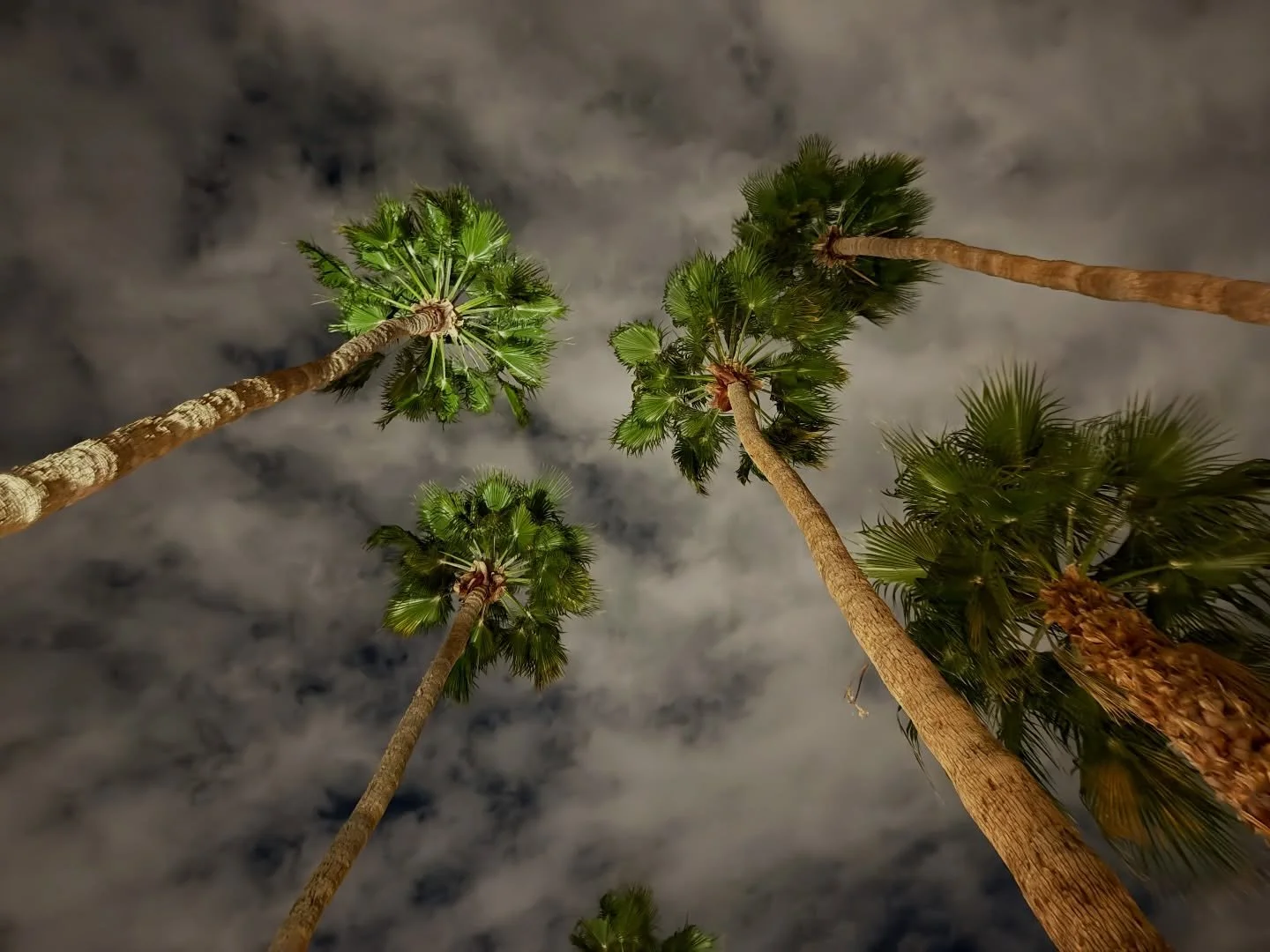 The righteous will flourish like a palm tree.
Psalm 92:13
🌴 
Enjoyed a late night walk under the palms after the concert tonight. Thank you Phoenix for a wonderful evening. It was a joy to worship the King with you!