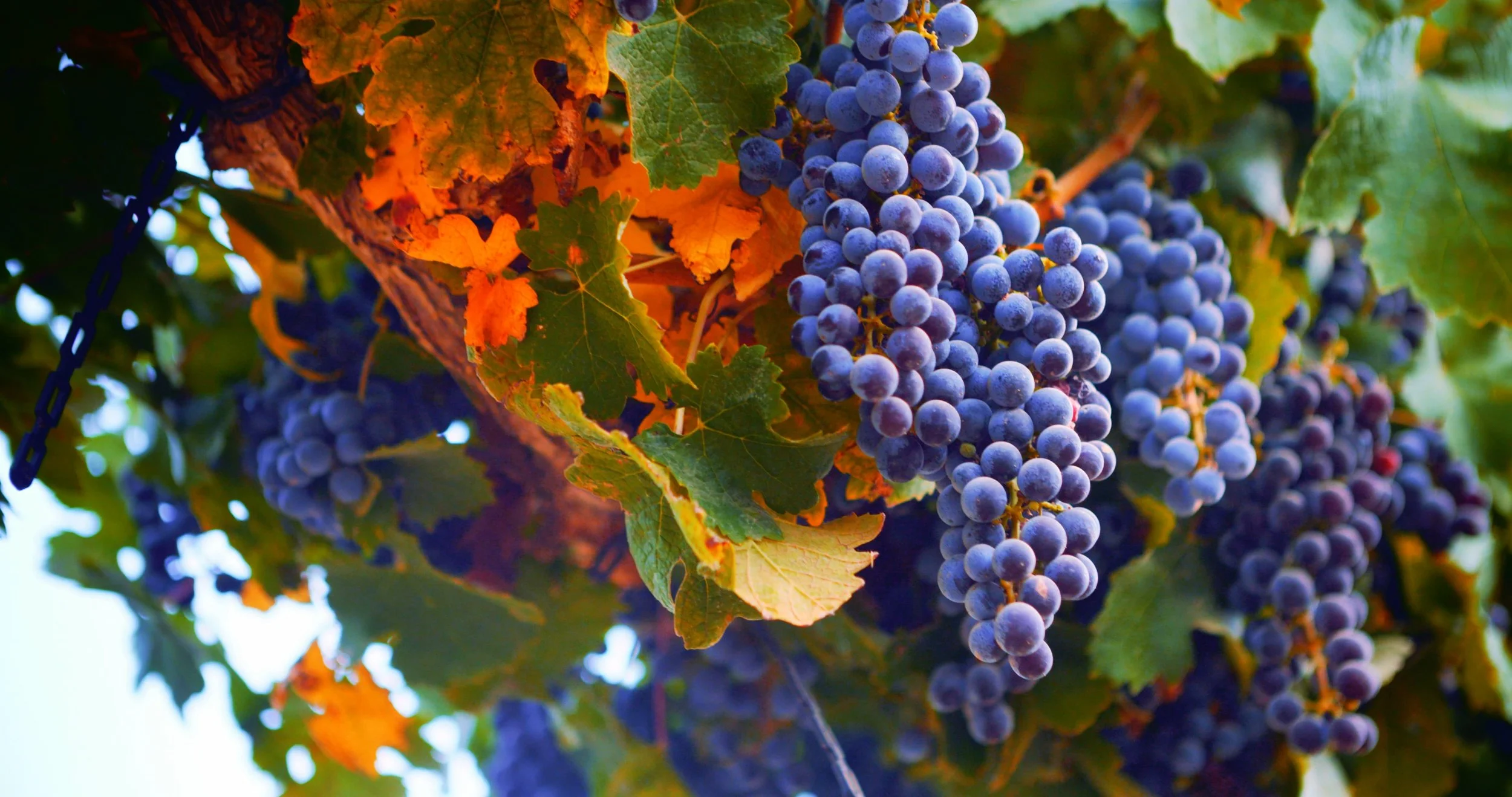 I&rsquo;m adding another song to Early Access today! 
🍇 
&ldquo;Mountain of the King&rdquo; speaks of the Day when The King of Kings and Lord of Lords establishes His earthly throne to reign for 1,000 years&hellip; (which I just happened to read abo