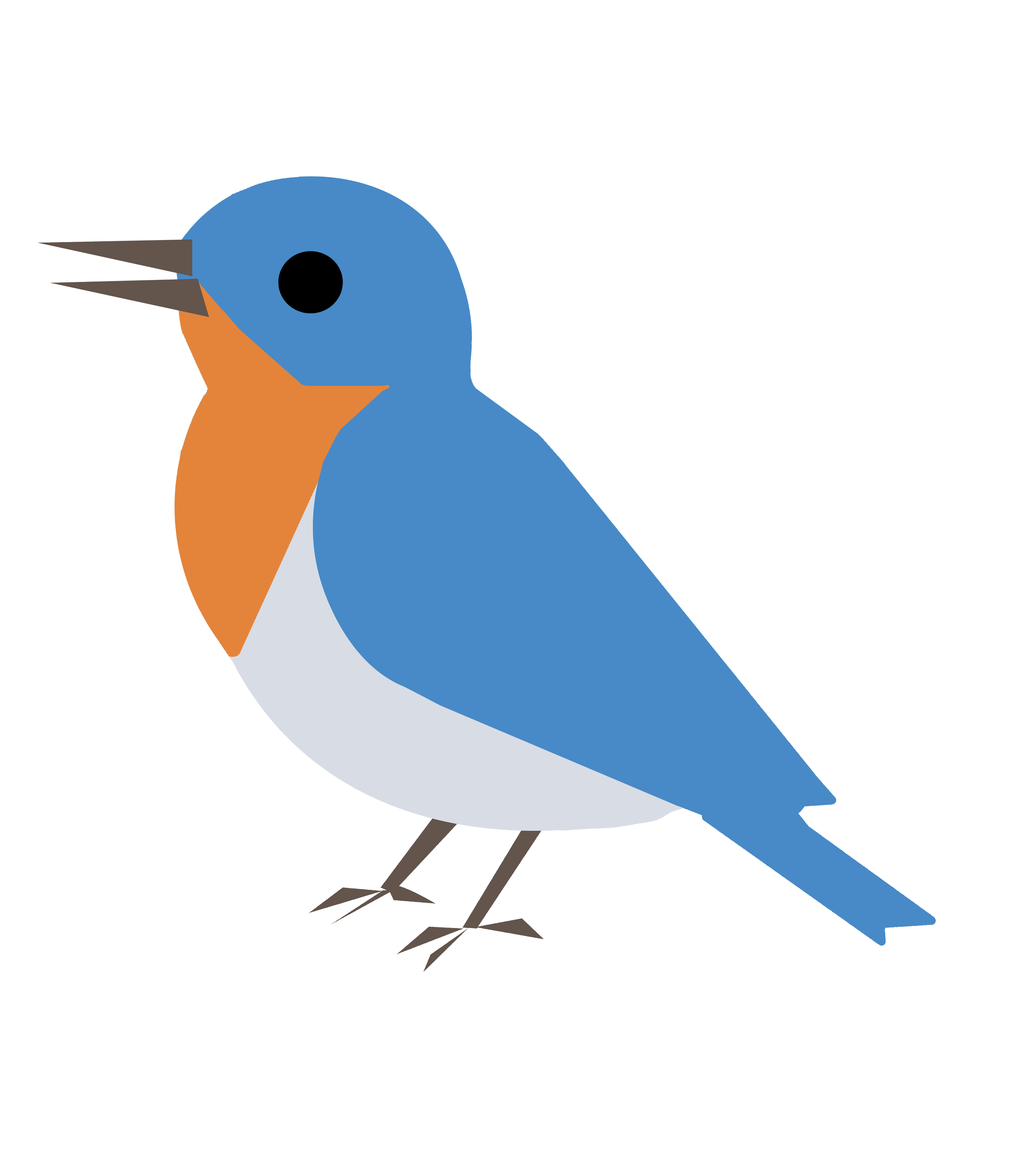 Simplified illustration of a small bird with a blue head, orange throat and chest, white belly, and blue wings and tail.