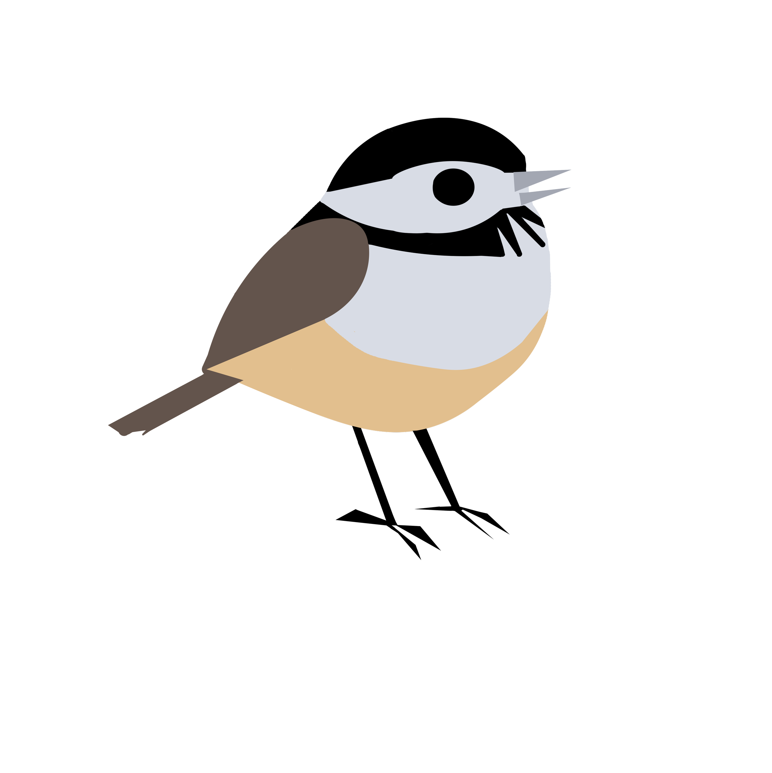 A vector illustration of a small bird with a black-and-white head, brown wings, gray chest, and beige belly, perched on a branch.