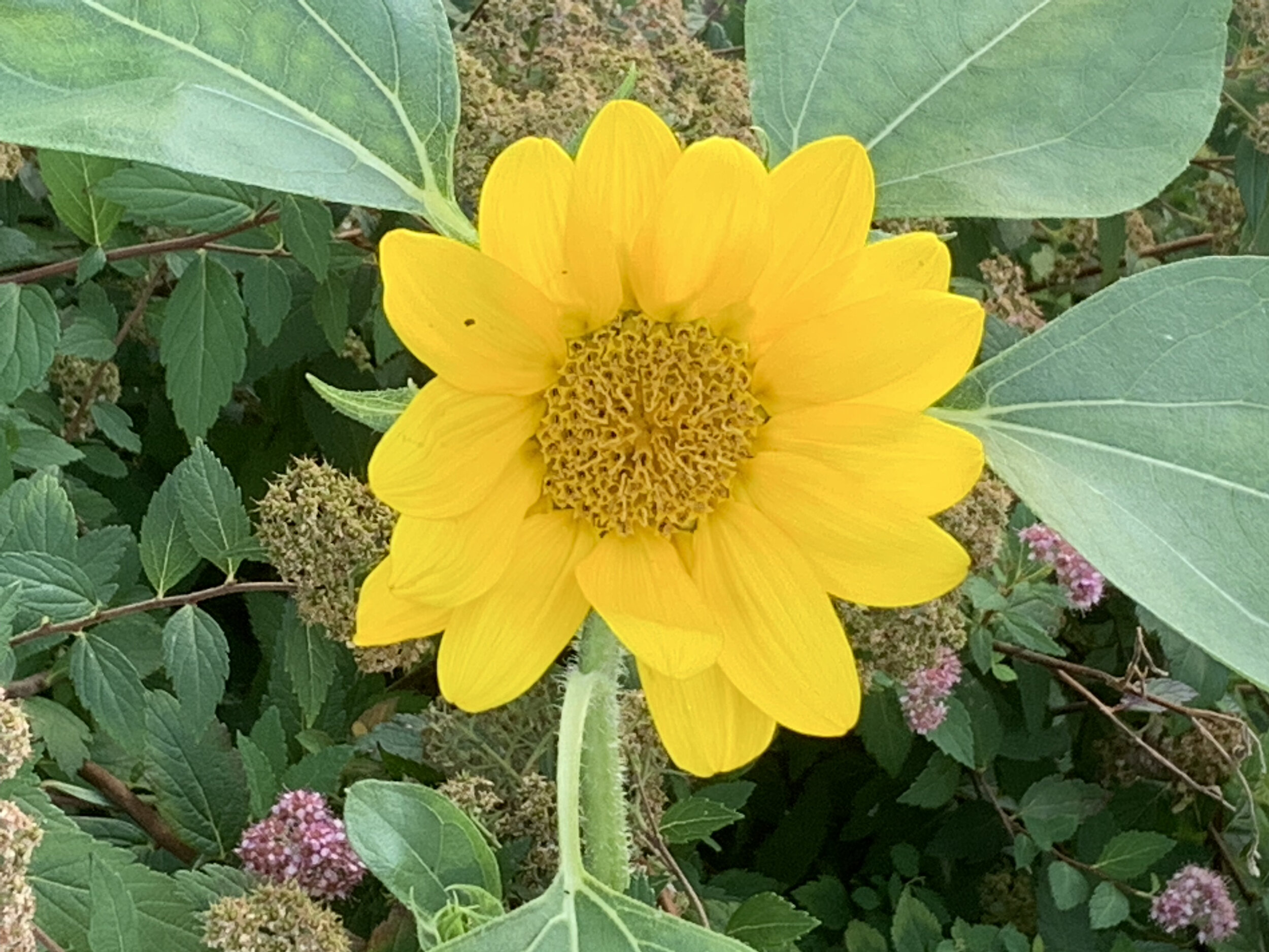 yellow flower.jpeg