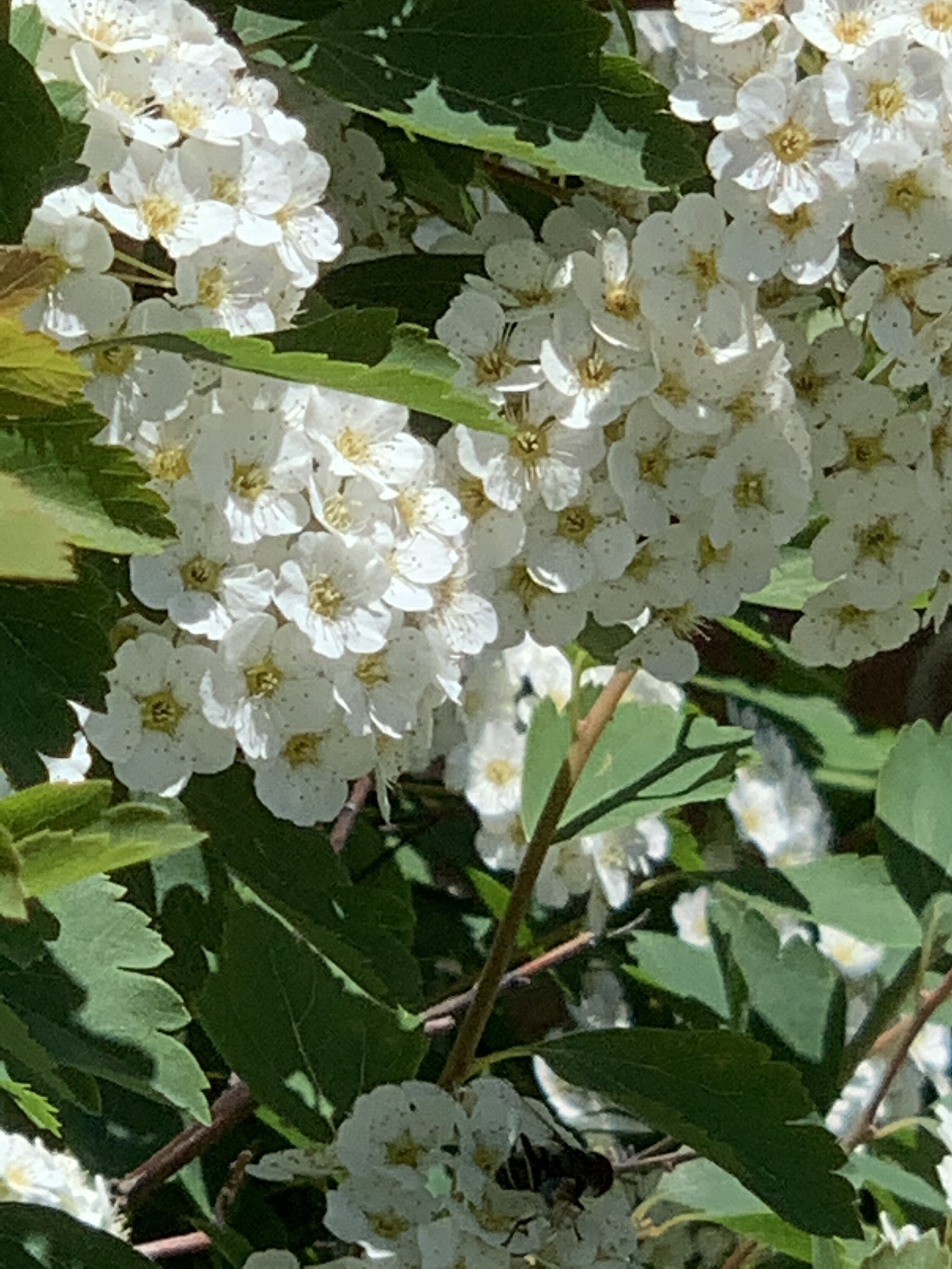white flowers with bee.jpeg