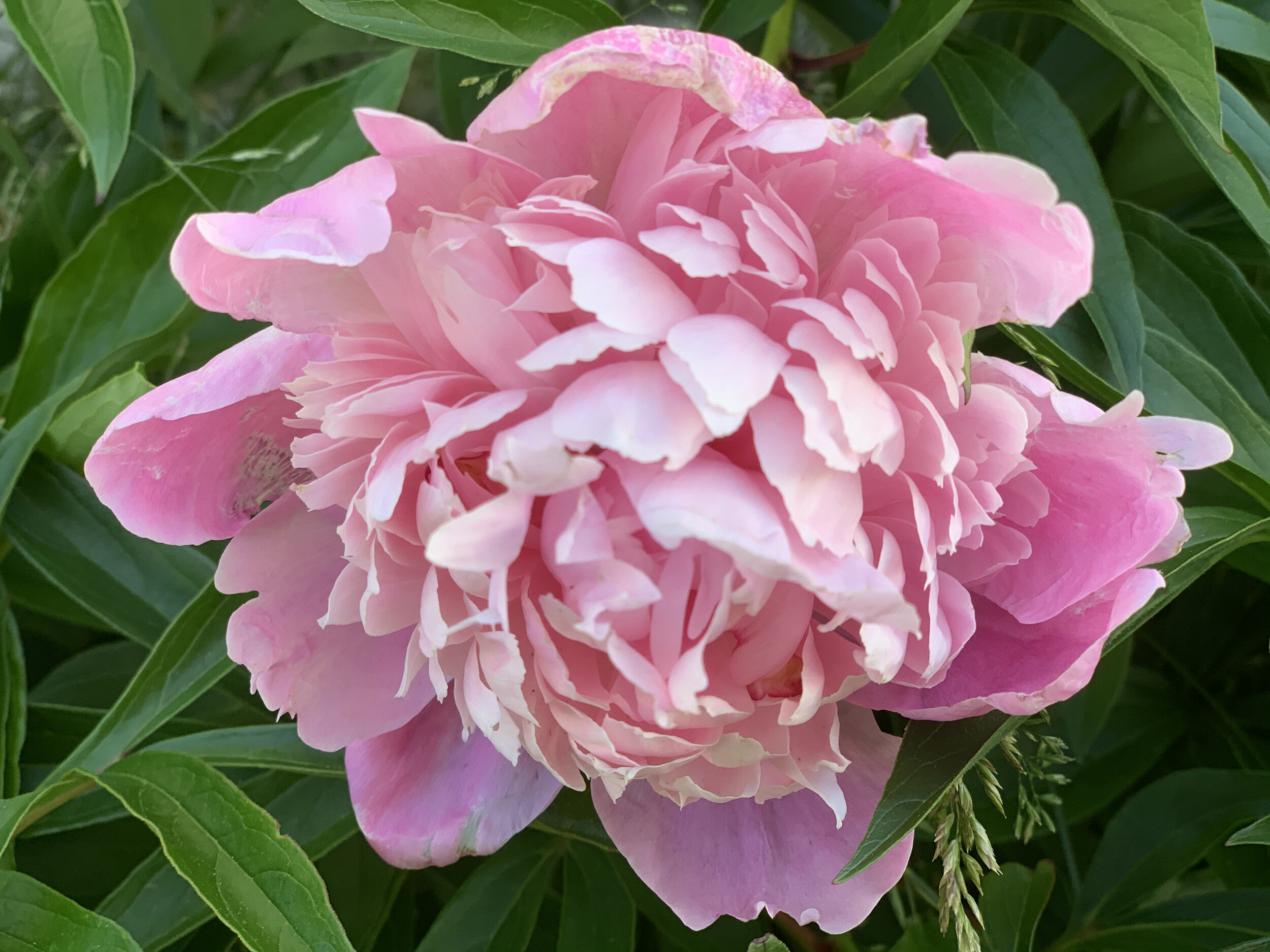 large pink flower.jpeg