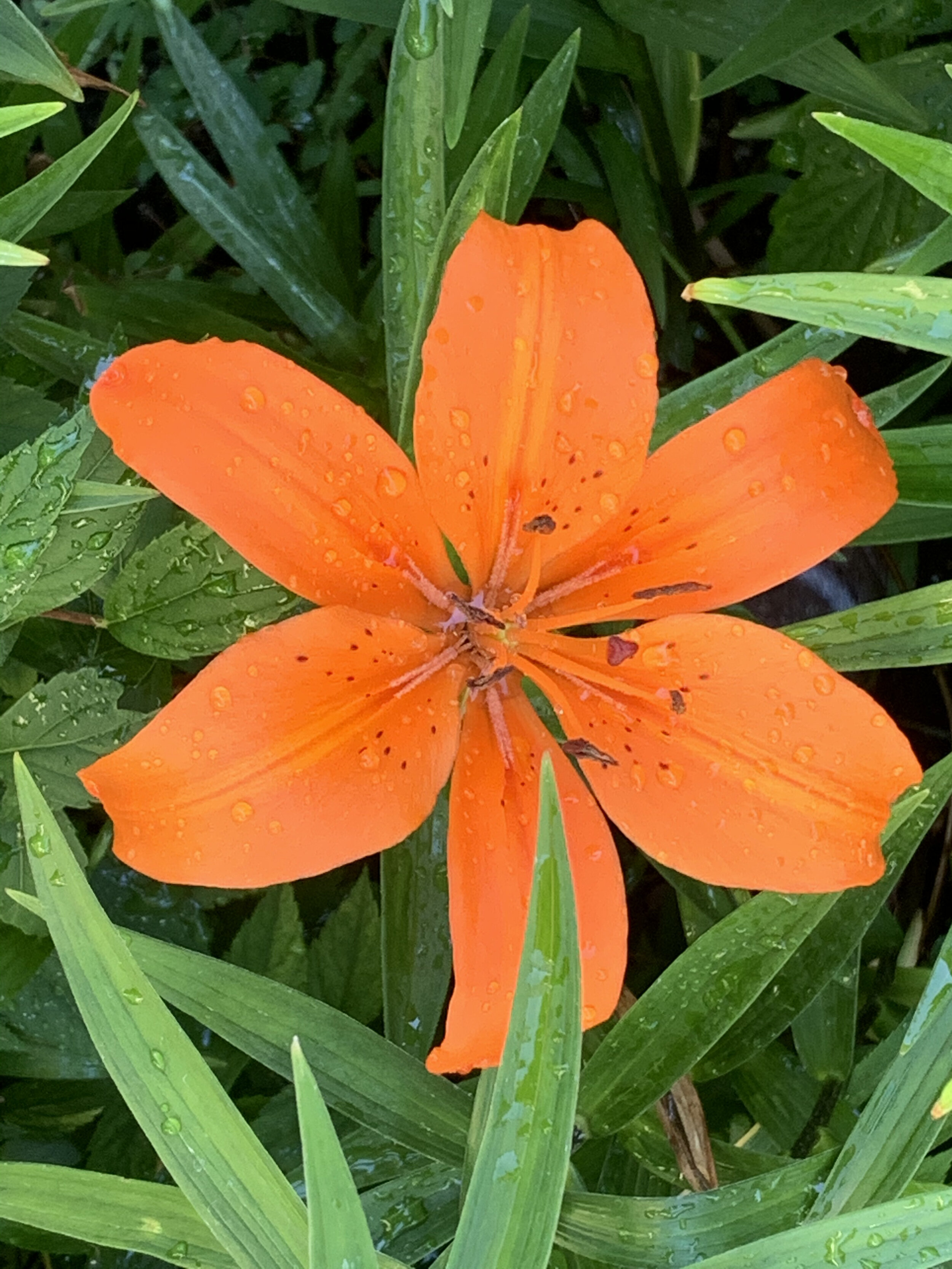 Single orange flower.jpeg