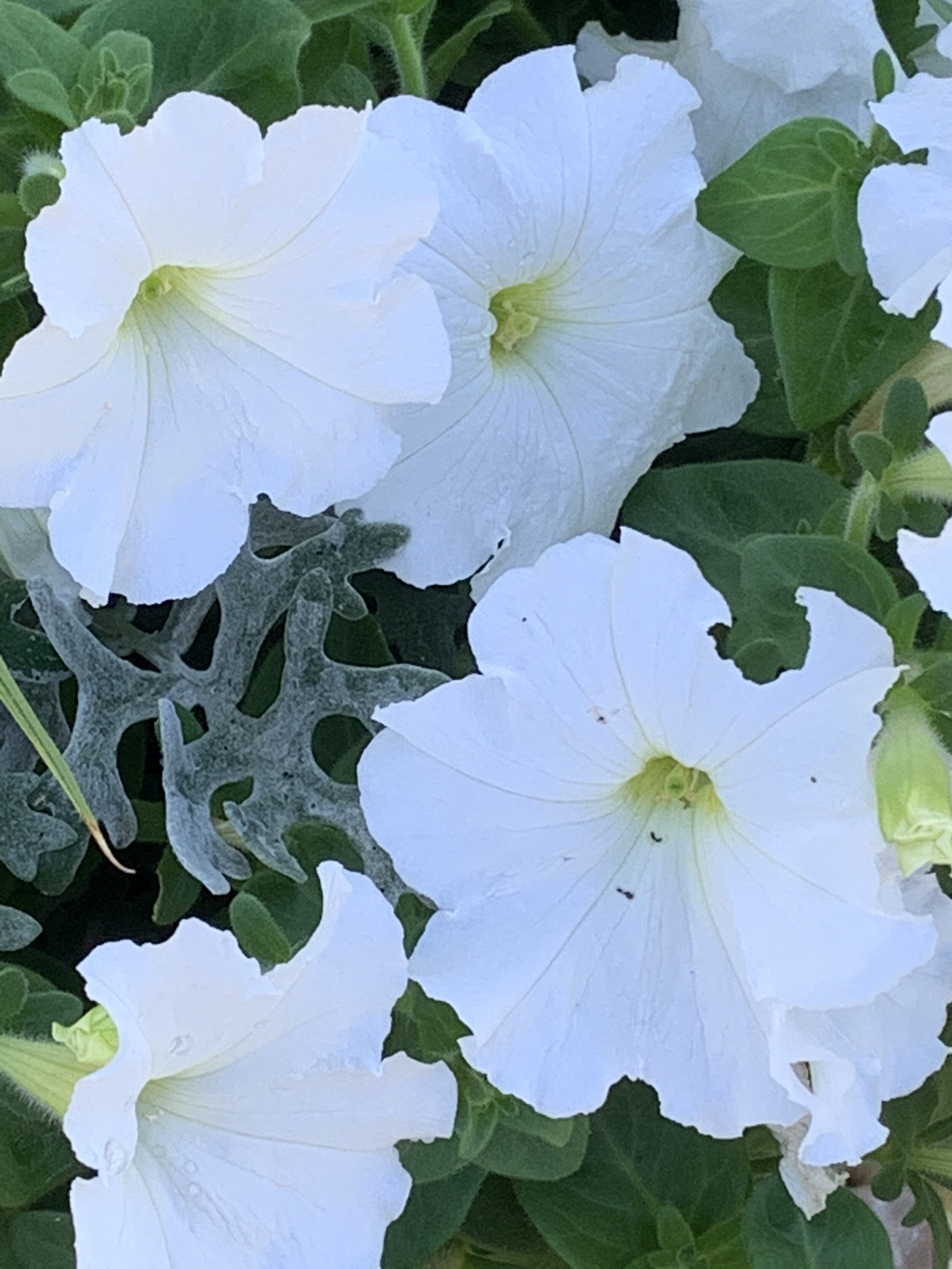 white flowers .jpeg